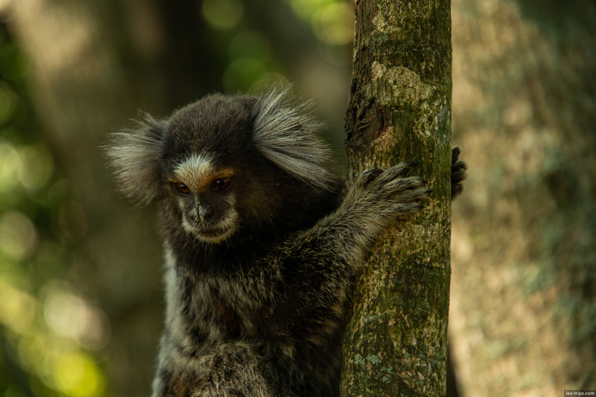common marmoset sagui clinging tree rio de janeiro