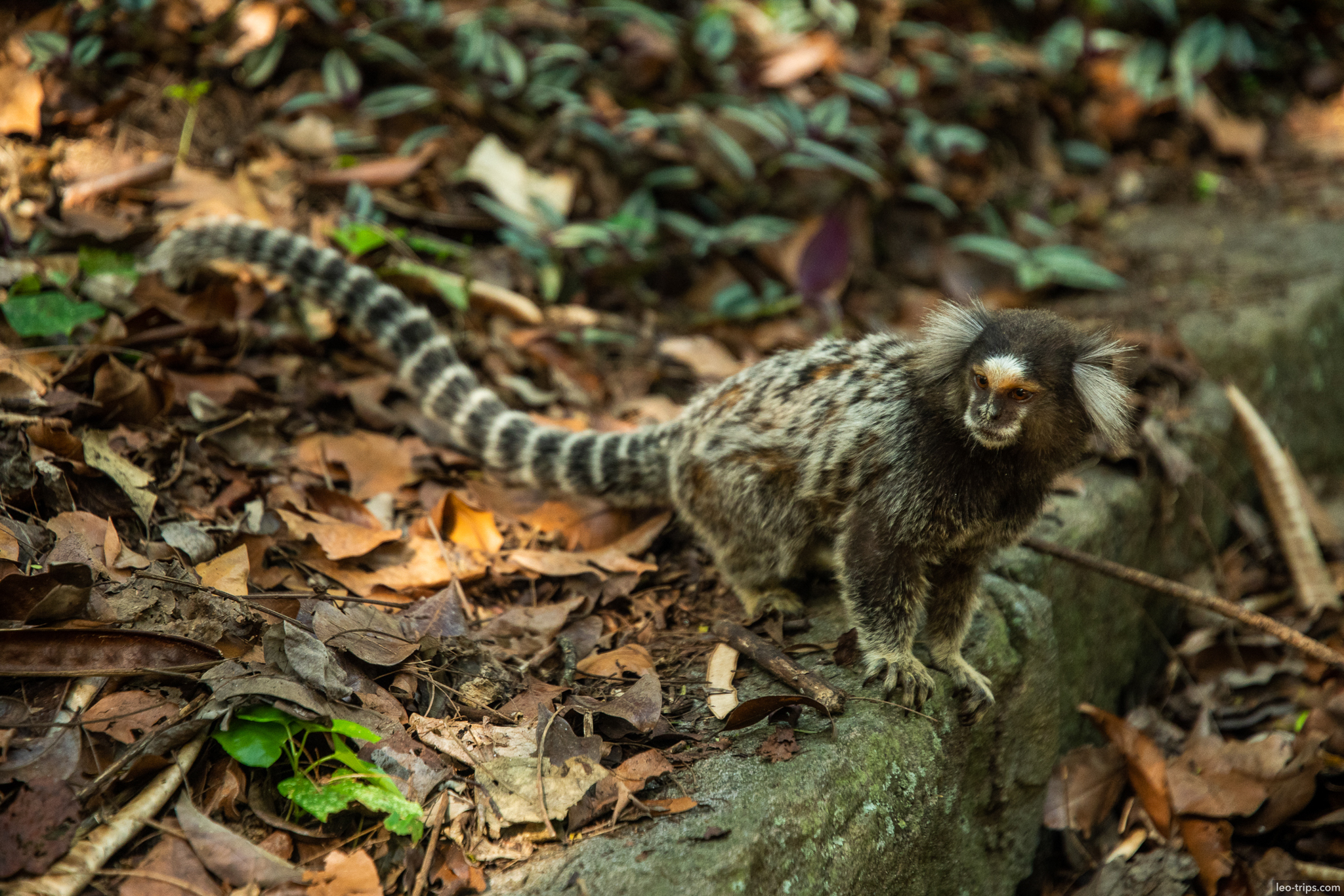 common marmoset sagui forest floor rio de janeiro