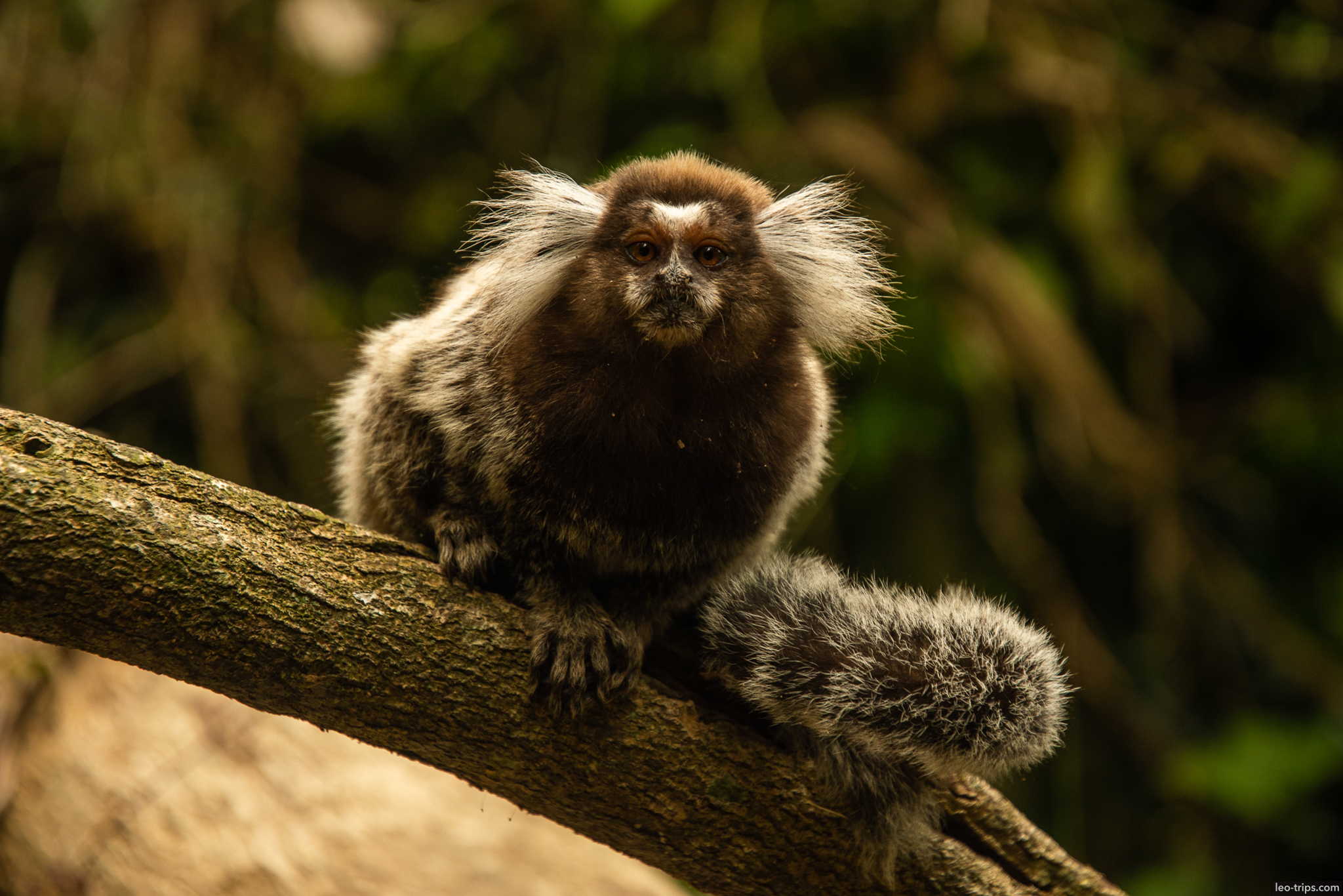 common marmoset sagui frontal portrait branch rio de janeiro