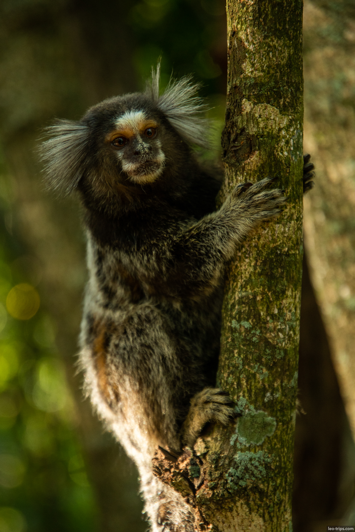 common marmoset sagui portrait tree rio de janeiro