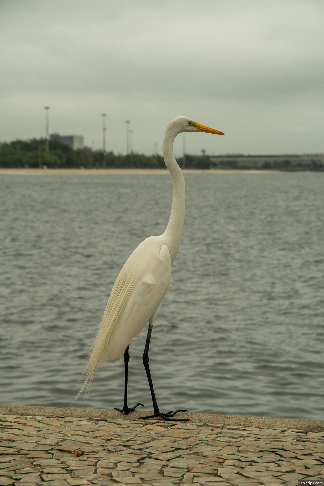 great egret garceta guanabara bay waterfront rio de janeiro