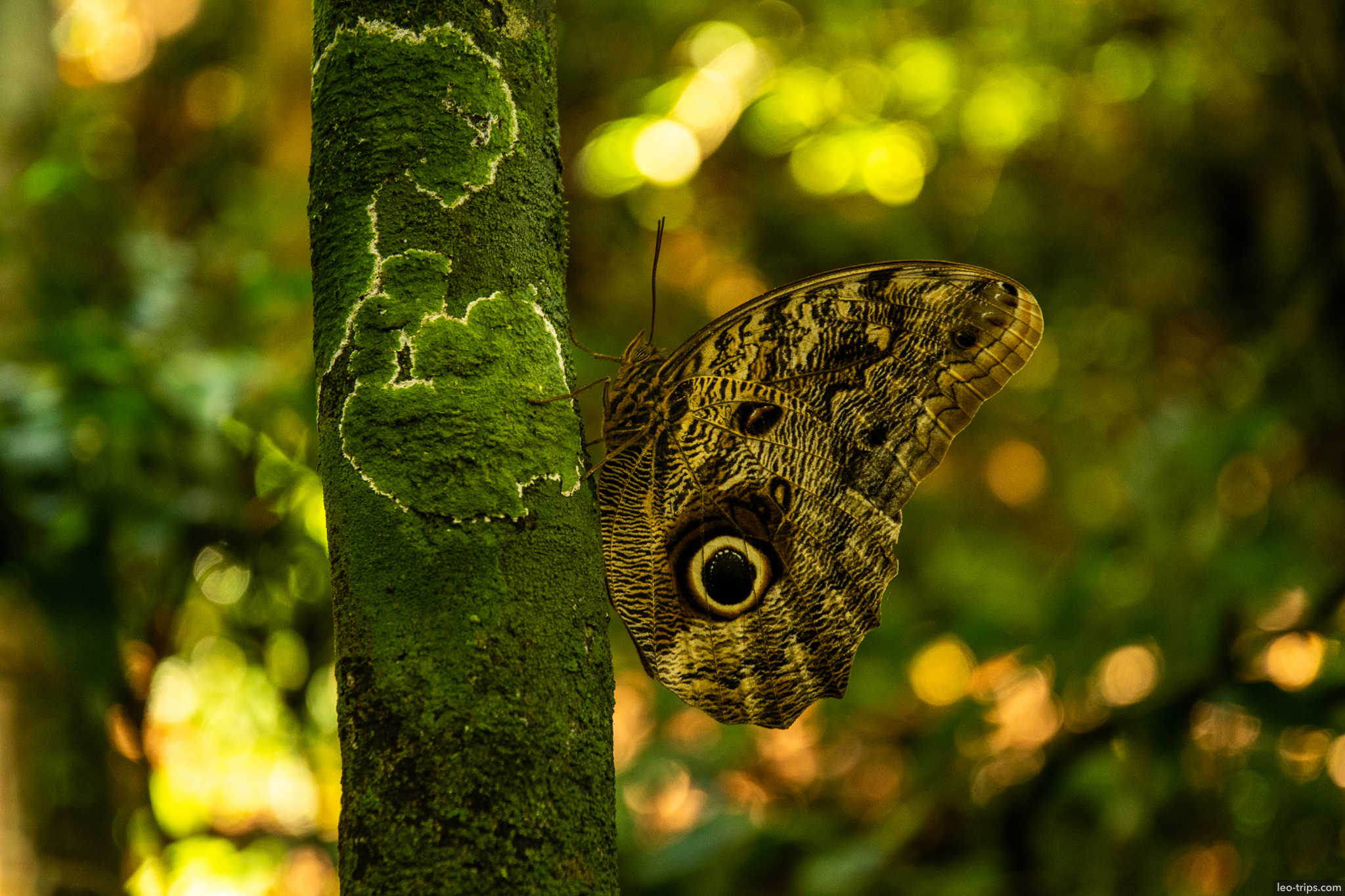 owl butterfly caligo on mossy tree tijuca forest rio de janeiro