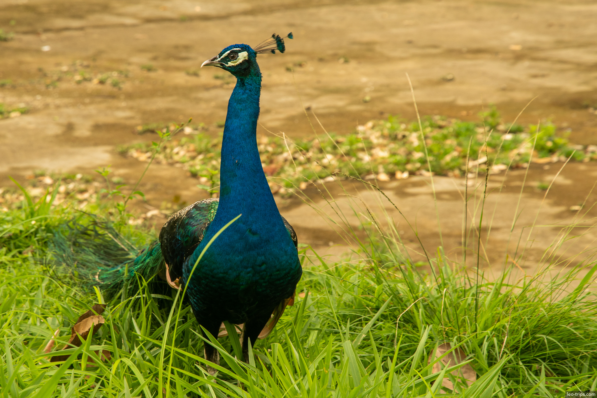 peacock jardim botanico rio de janeiro rio de janeiro