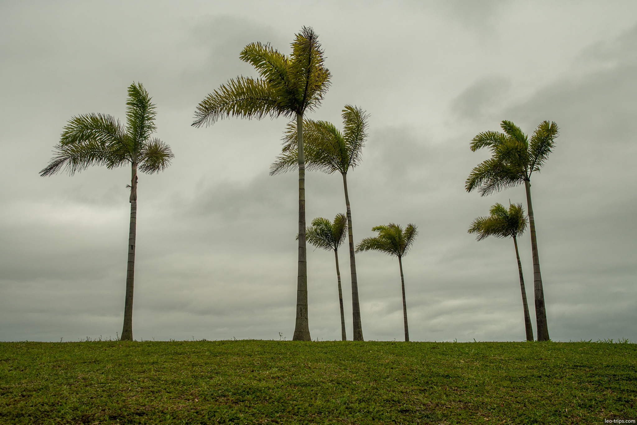 royal palms flamengo park overcast sky rio de janeiro