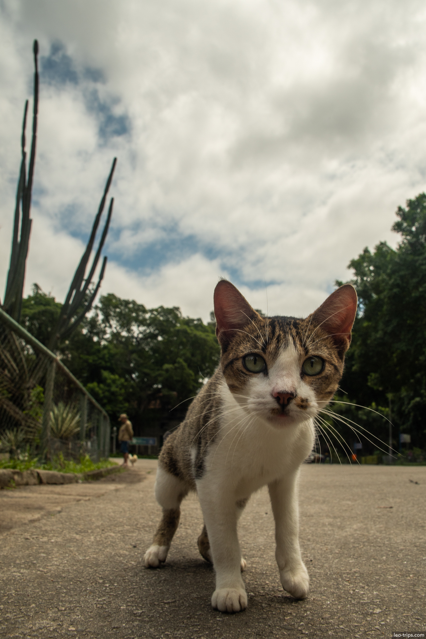 tabby cat jardim botanico cactus background rio de janeiro