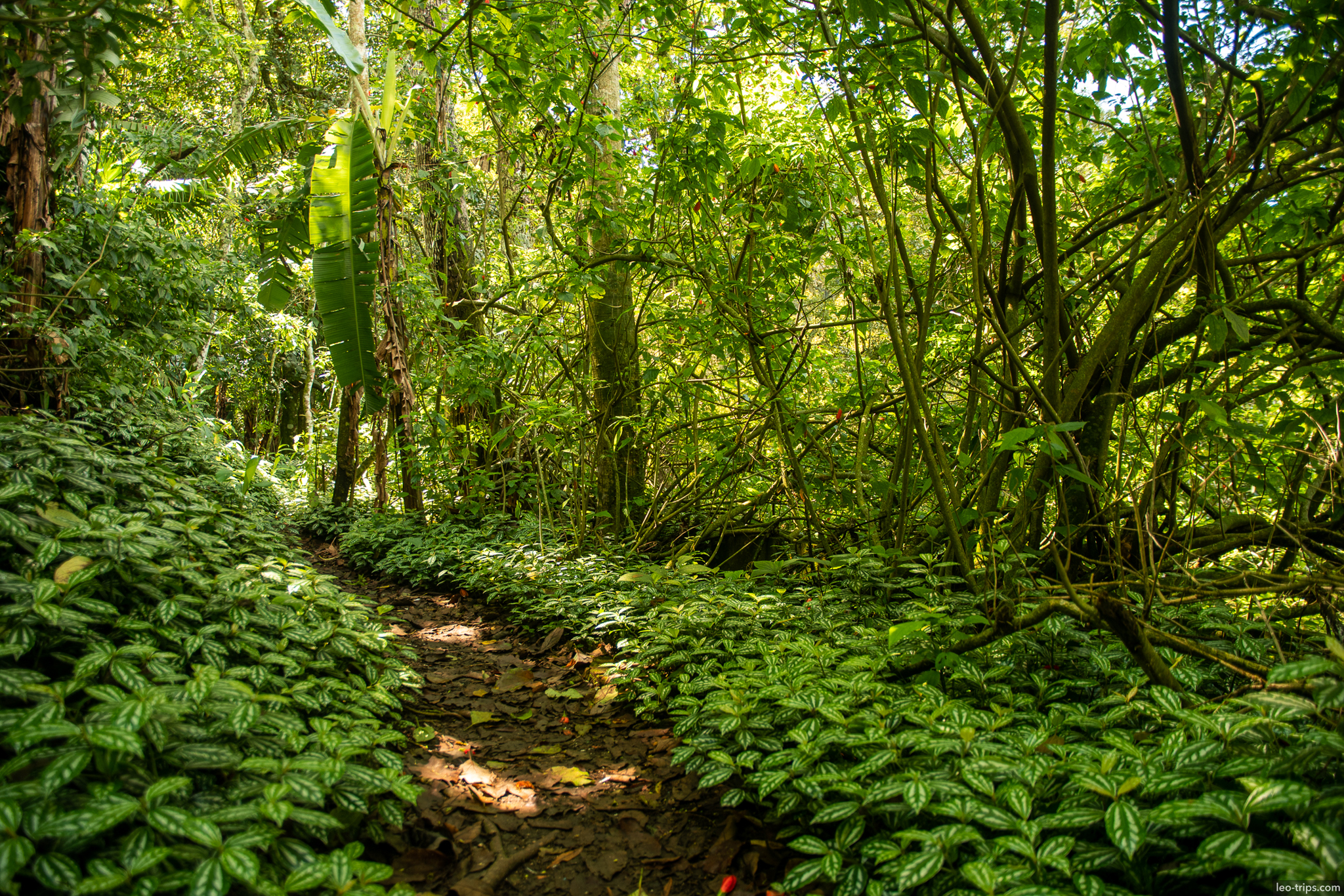 tijuca forest hiking trail atlantic rainforest rio de janeiro