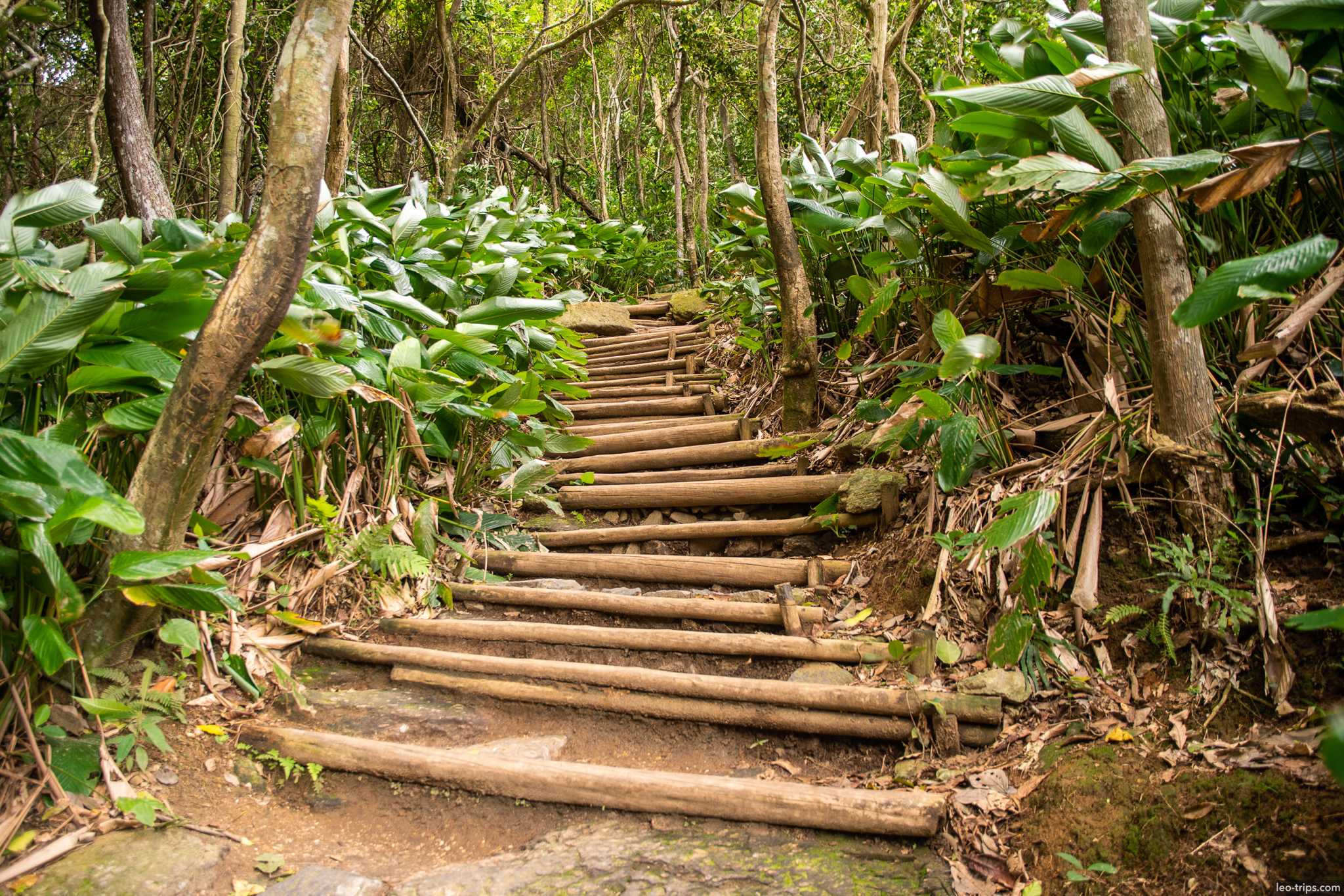 tijuca forest wooden steps hiking trail rio de janeiro