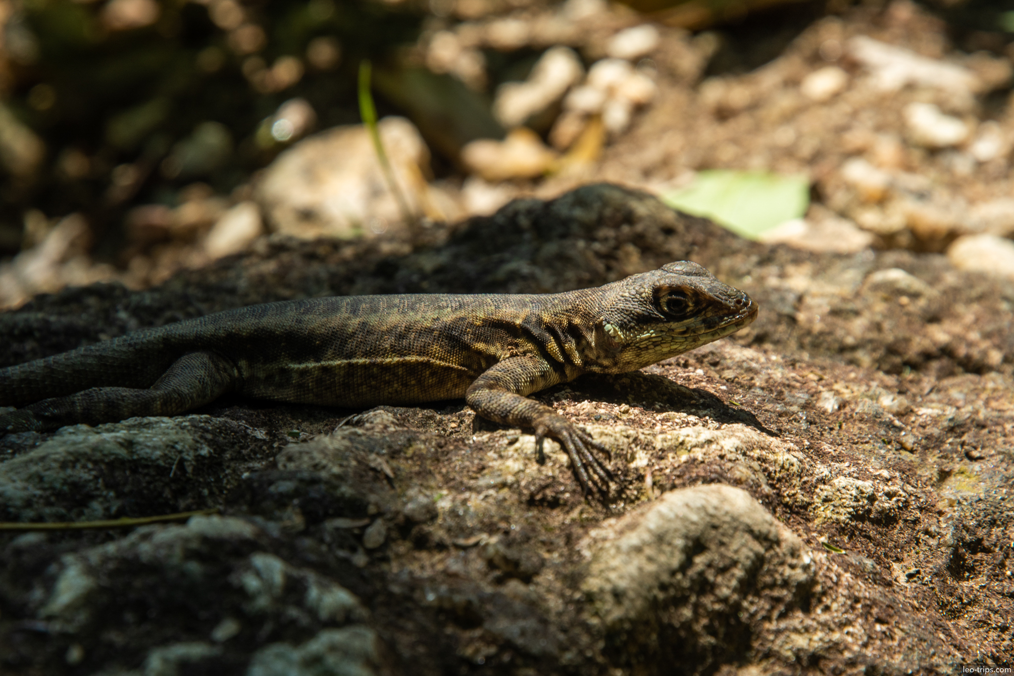 tropical lizard sunbathing on rock rio de janeiro