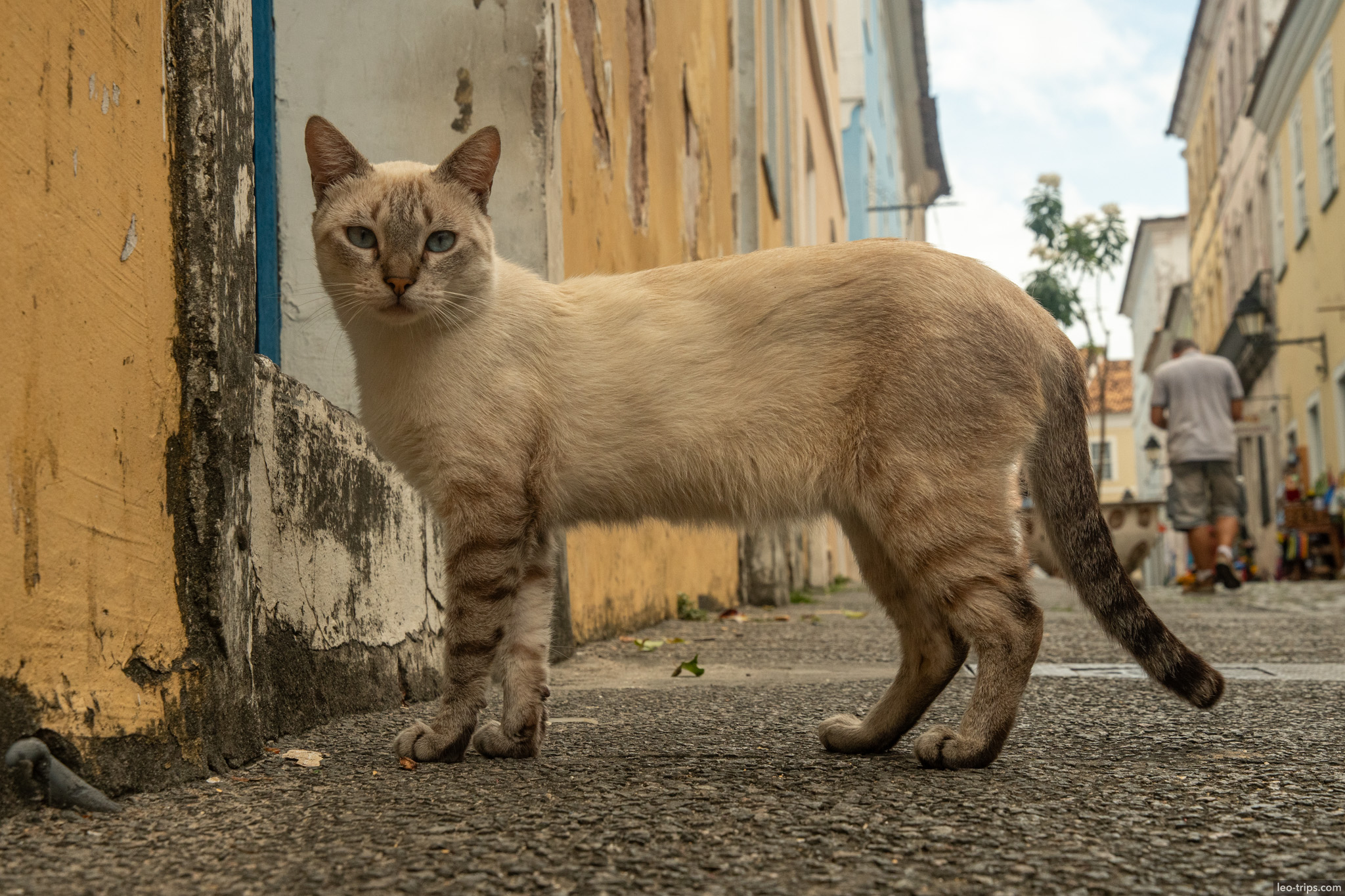 blue eyed cat standing cobblestone alley pelourinho salvador