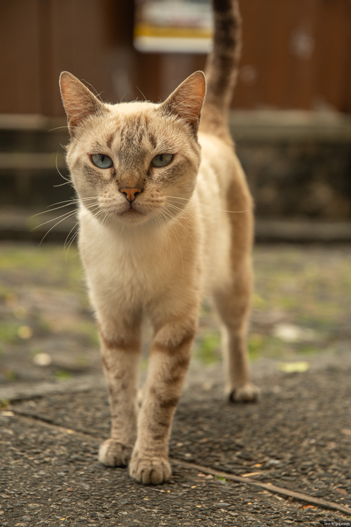 blue eyed street cat walking salvador salvador