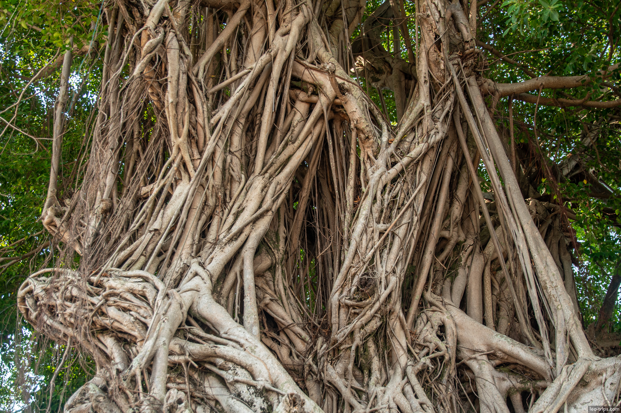 banyan tree aerial roots santarem