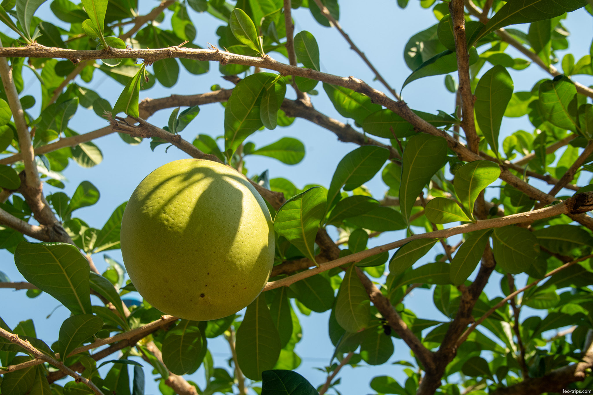 green fruit on tree santarem