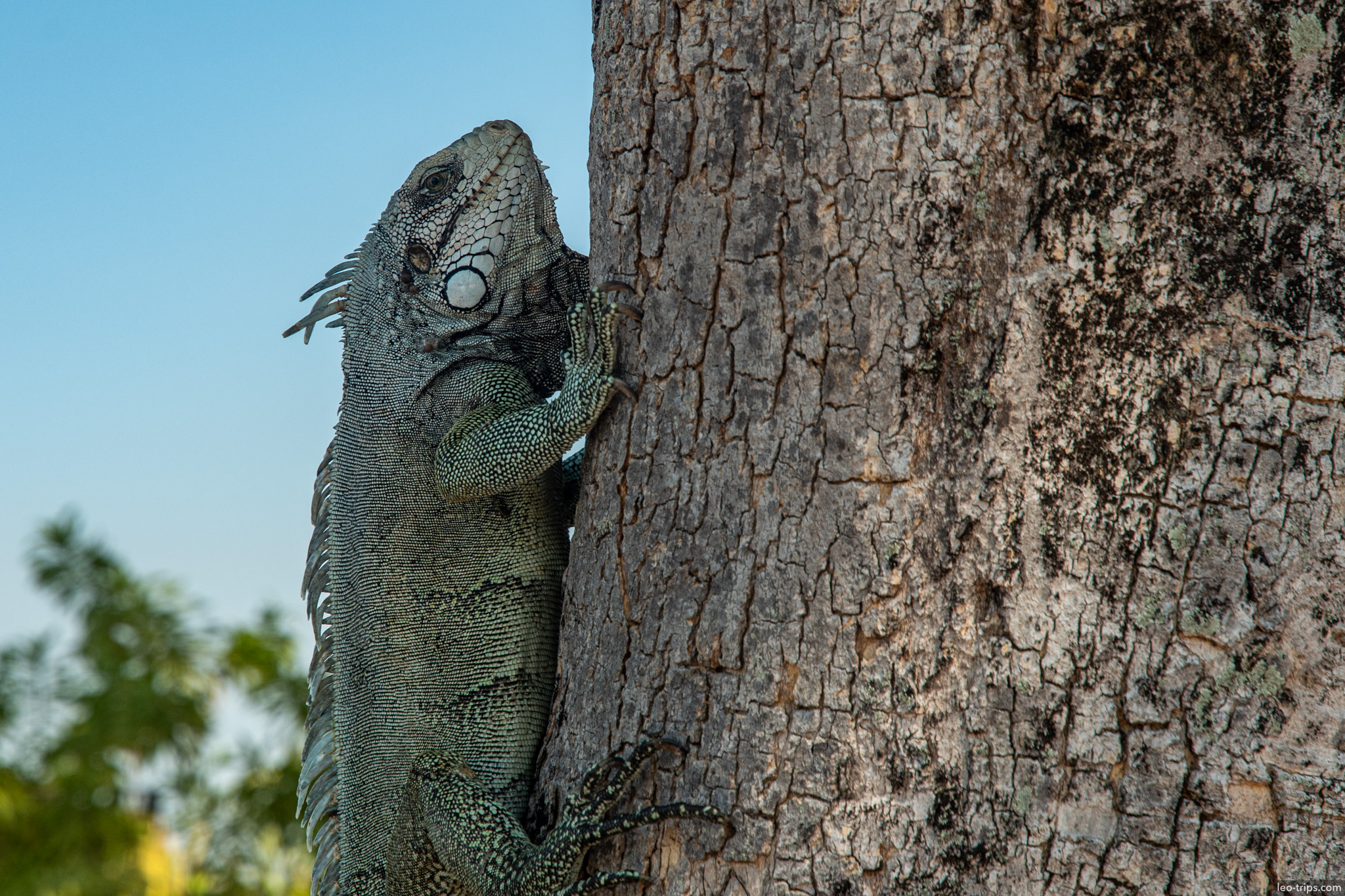green iguana on tree santarem