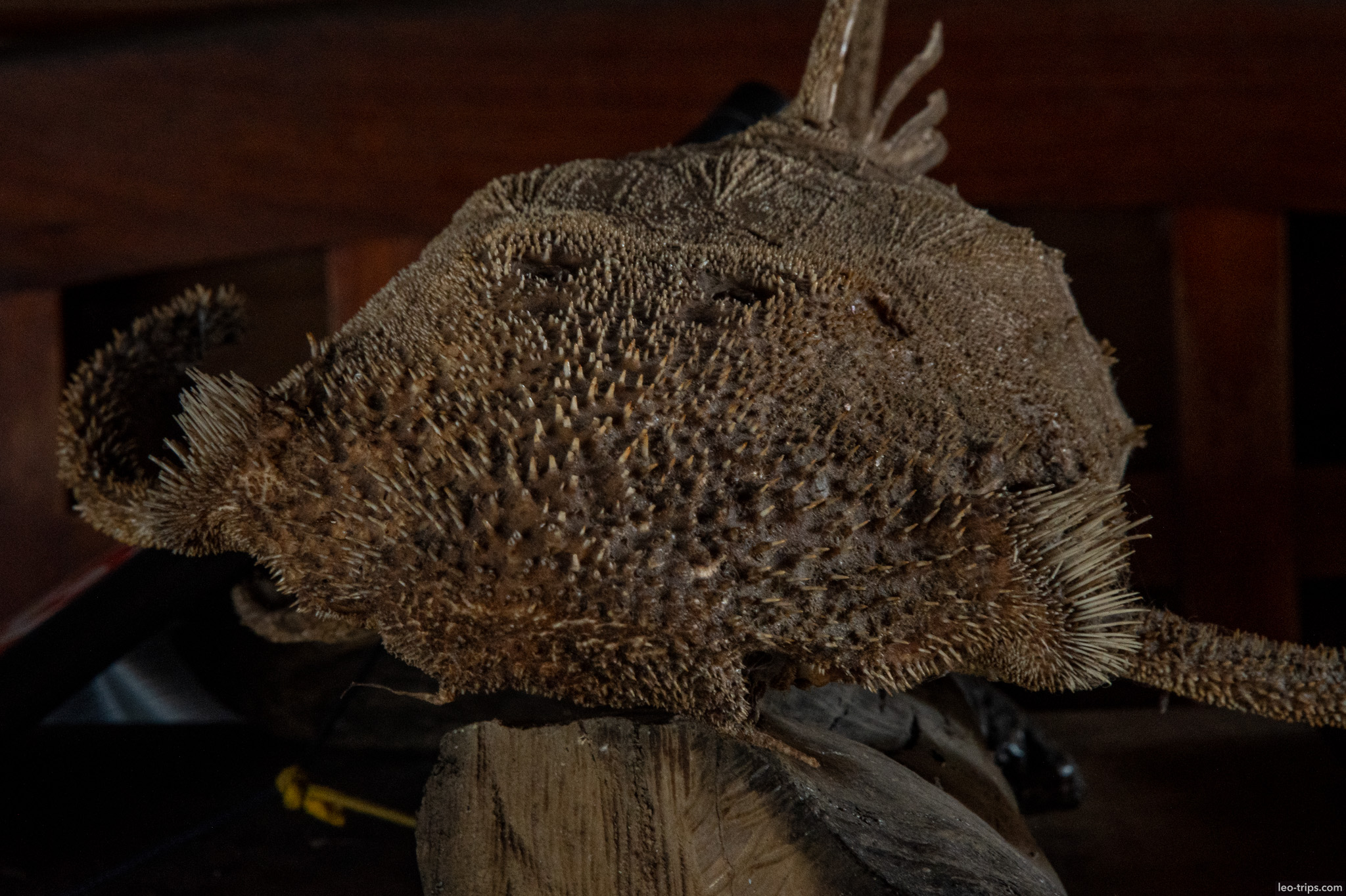 odontodes on male loricariidae santarem