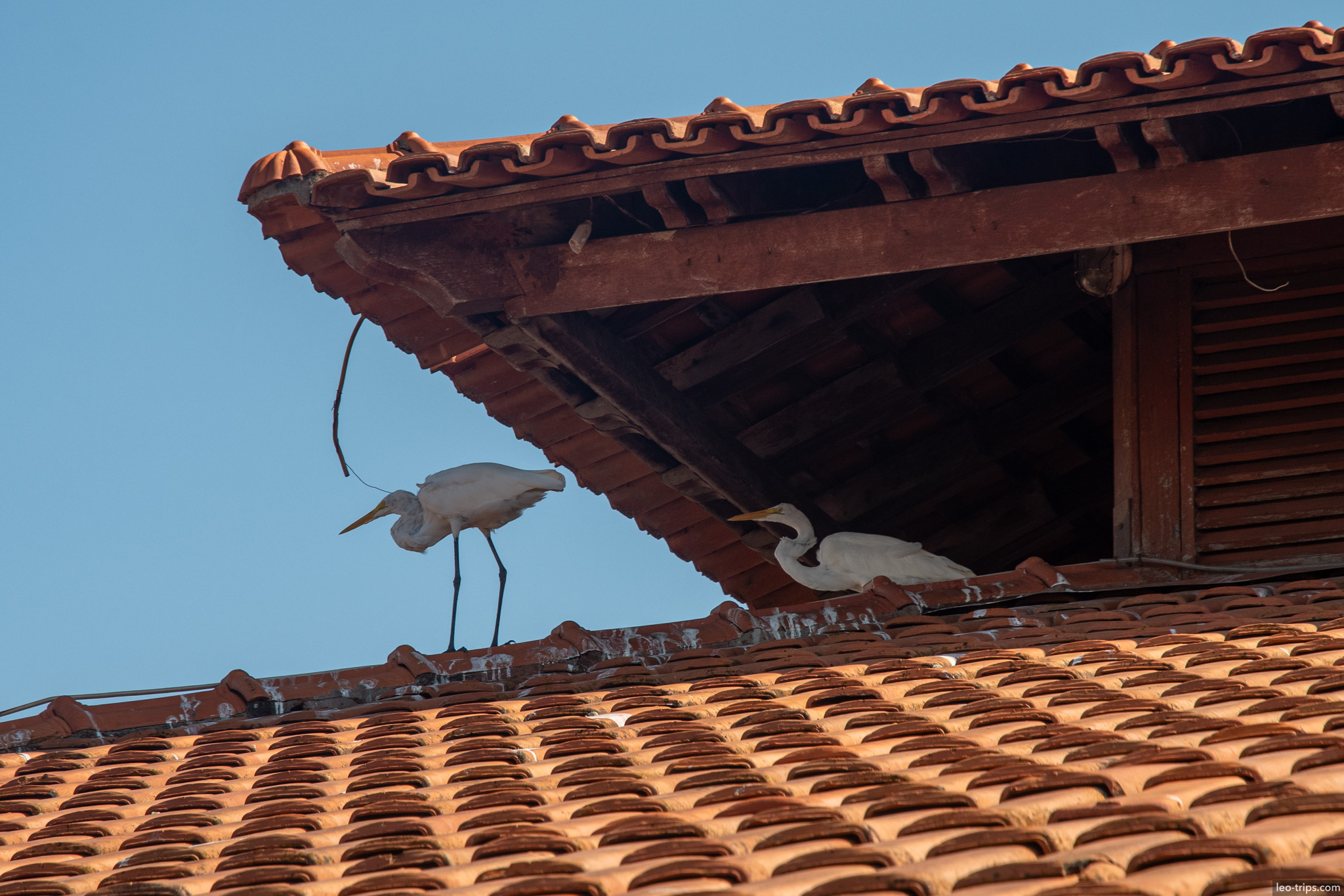 sloth on tiled roof santarem