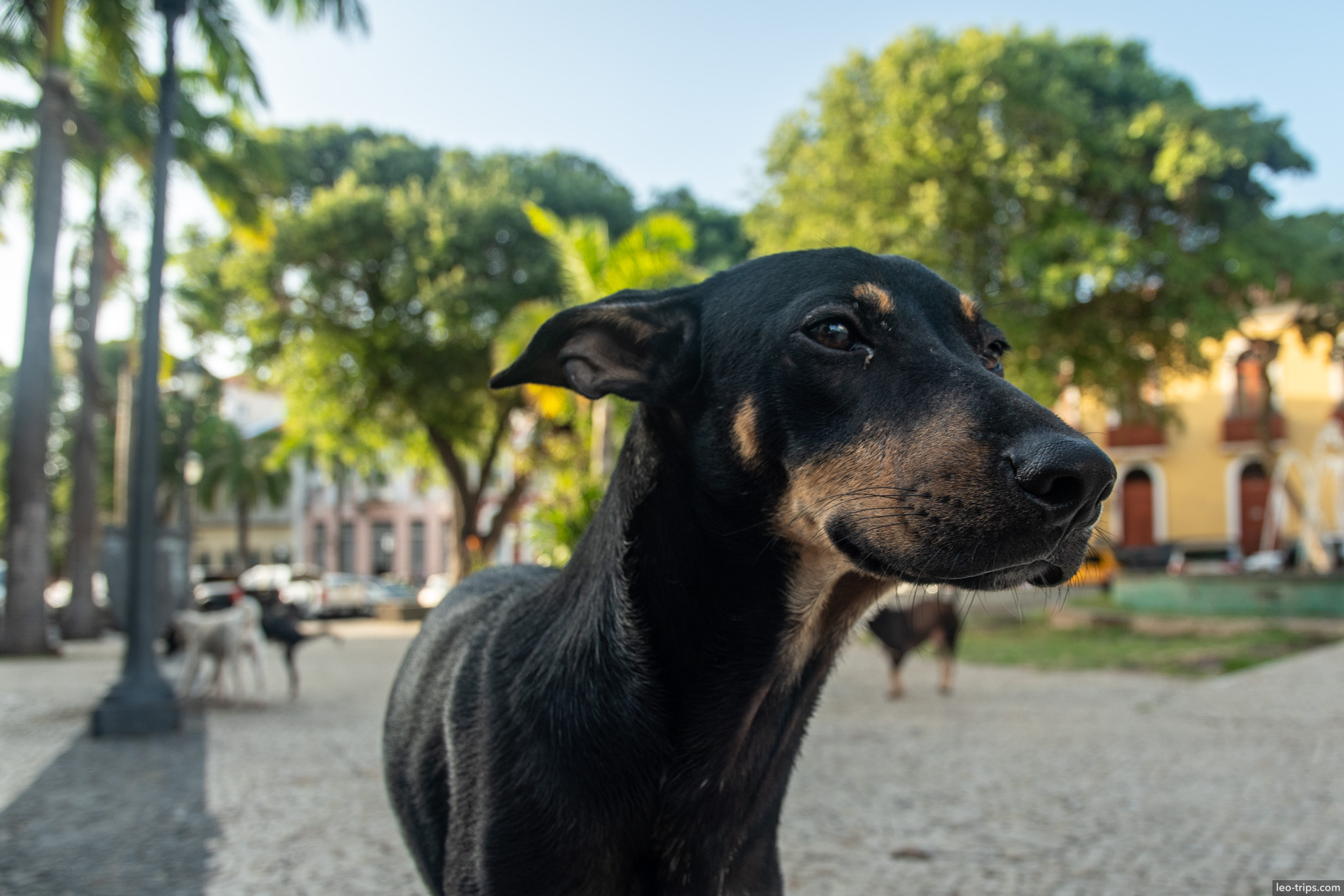 black dog portrait plaza sao luis