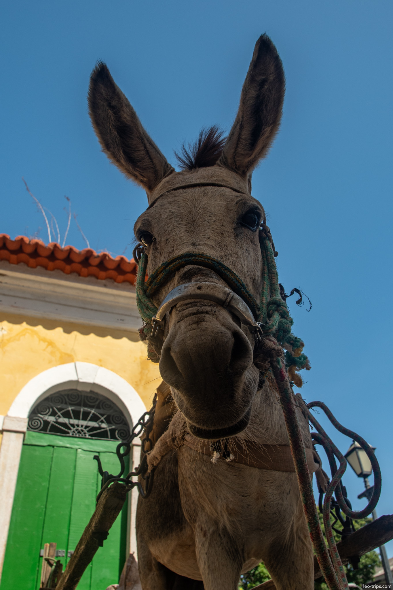 donkey portrait closeup sao luis