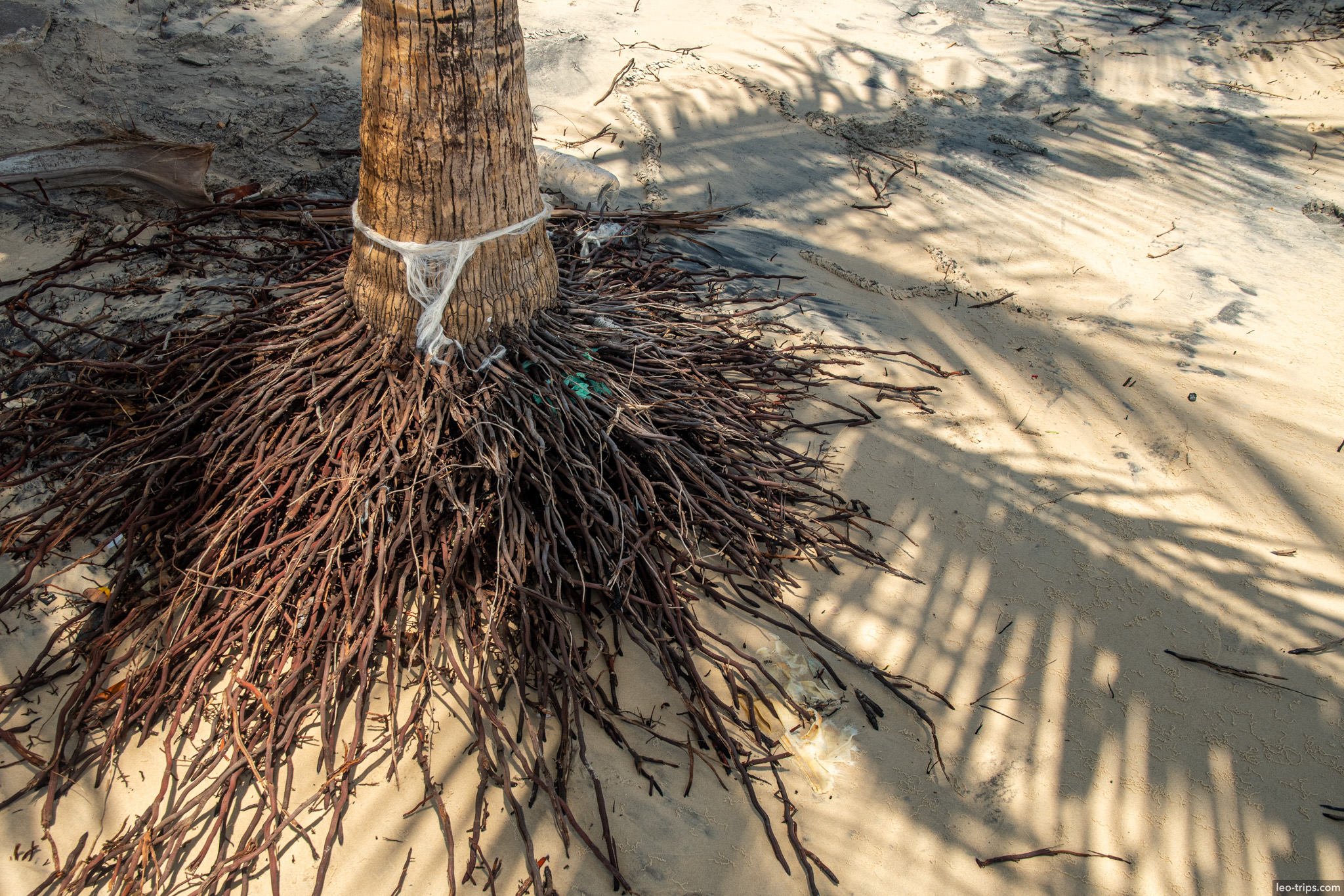 palm tree roots sand closeup sao luis