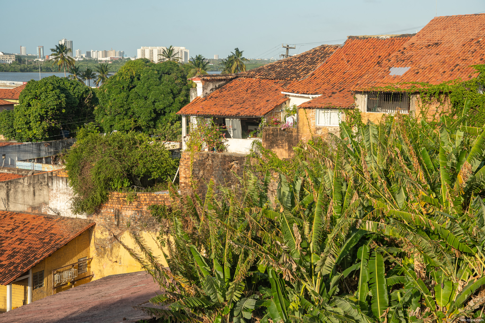 rooftops banana trees cityscape sao luis