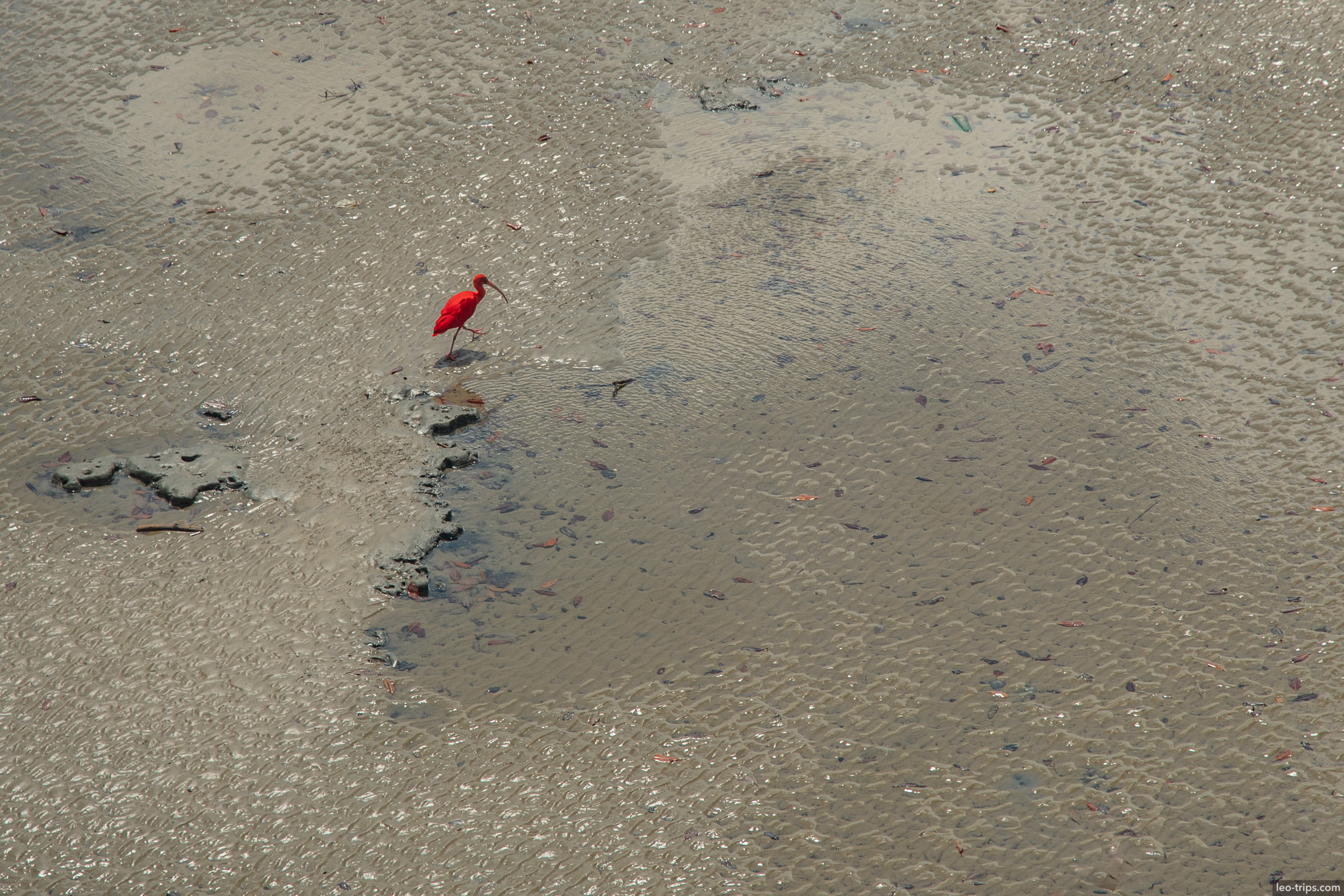 scarlet ibis guara mudflats sao luis
