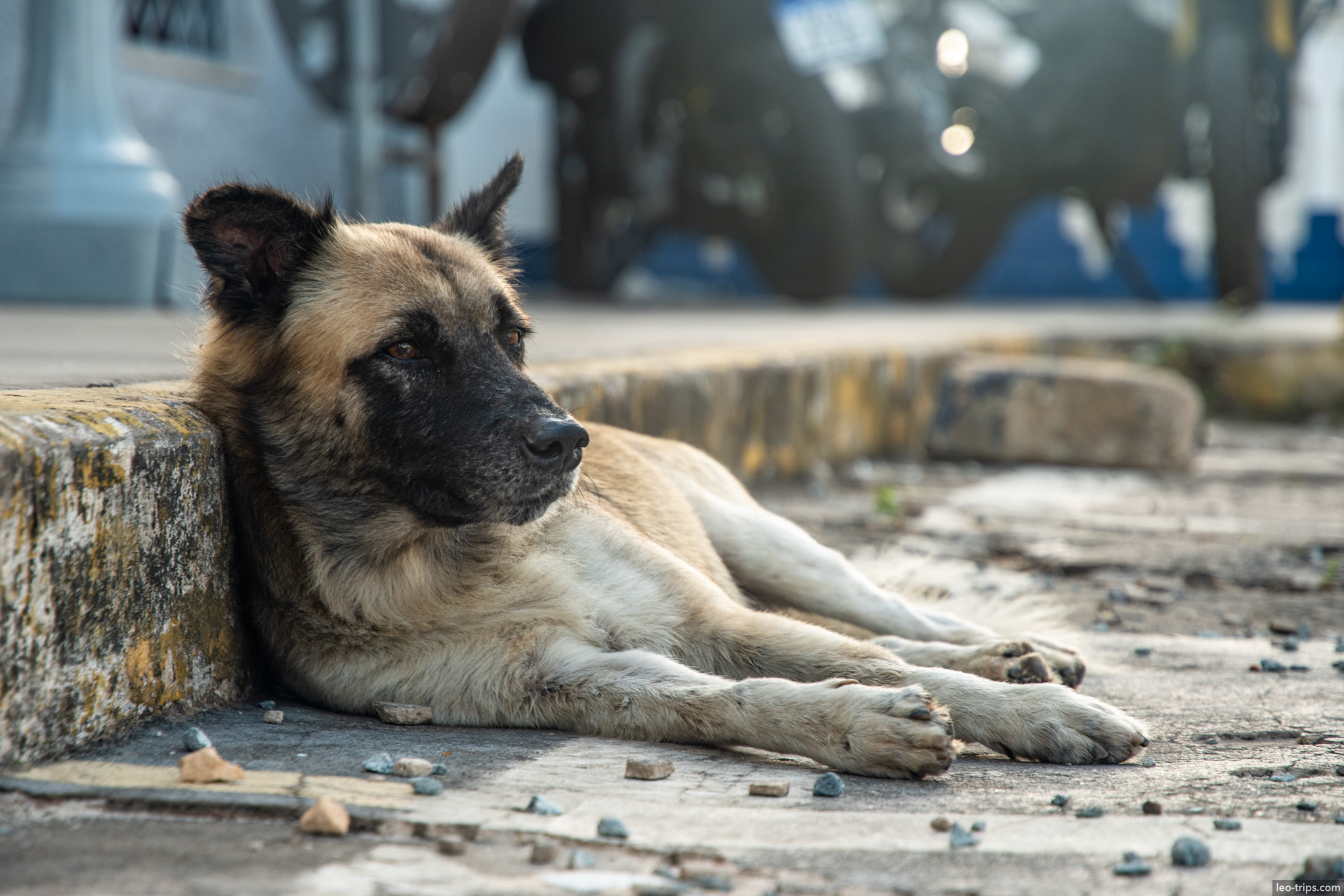 street dog resting curb sao luis