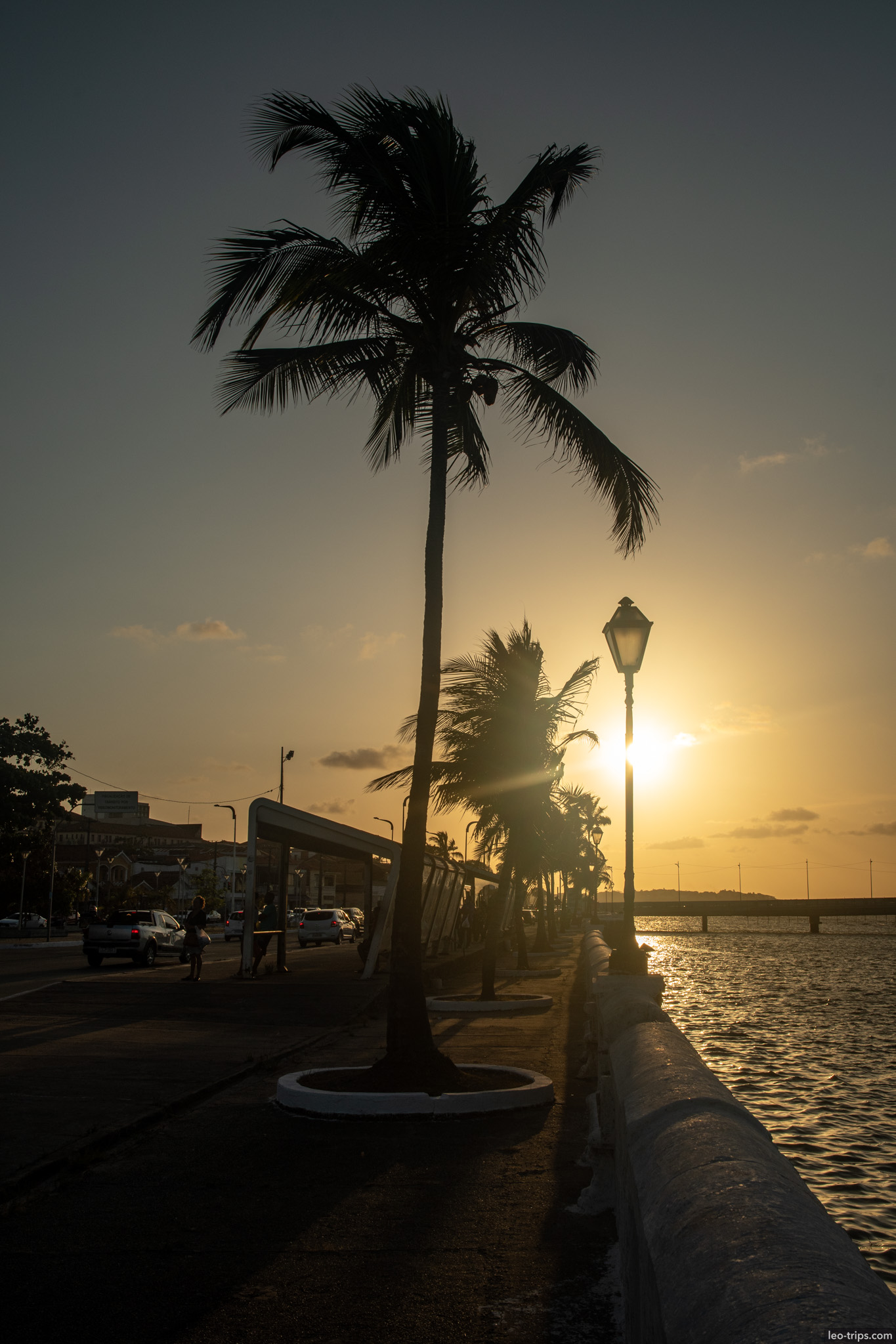 sunset palm silhouette waterfront sao luis