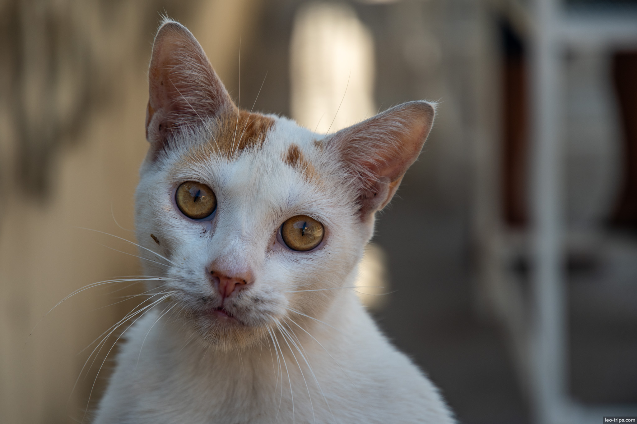 white ginger cat portrait sao luis