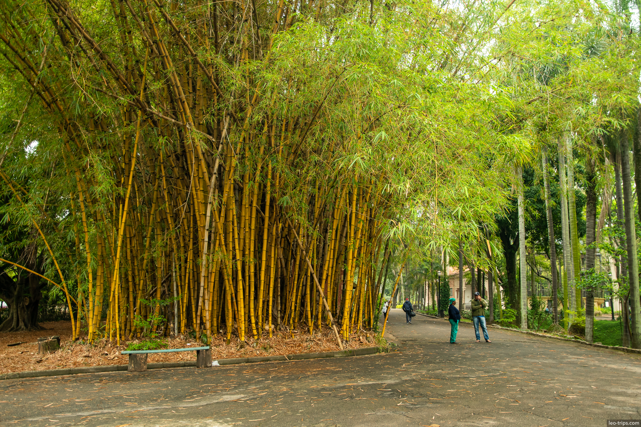 bamboo grove park pathway sao paulo