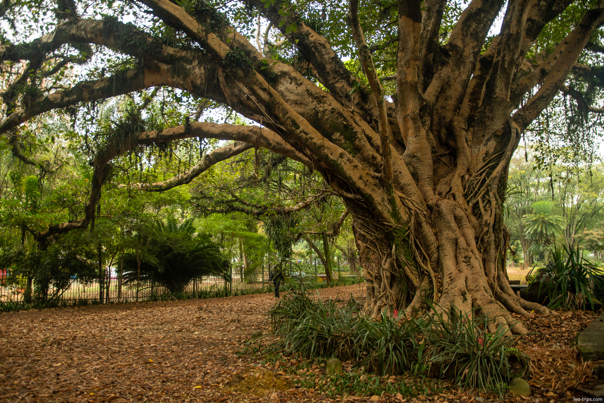 massive tree trunk botanical garden sao paulo