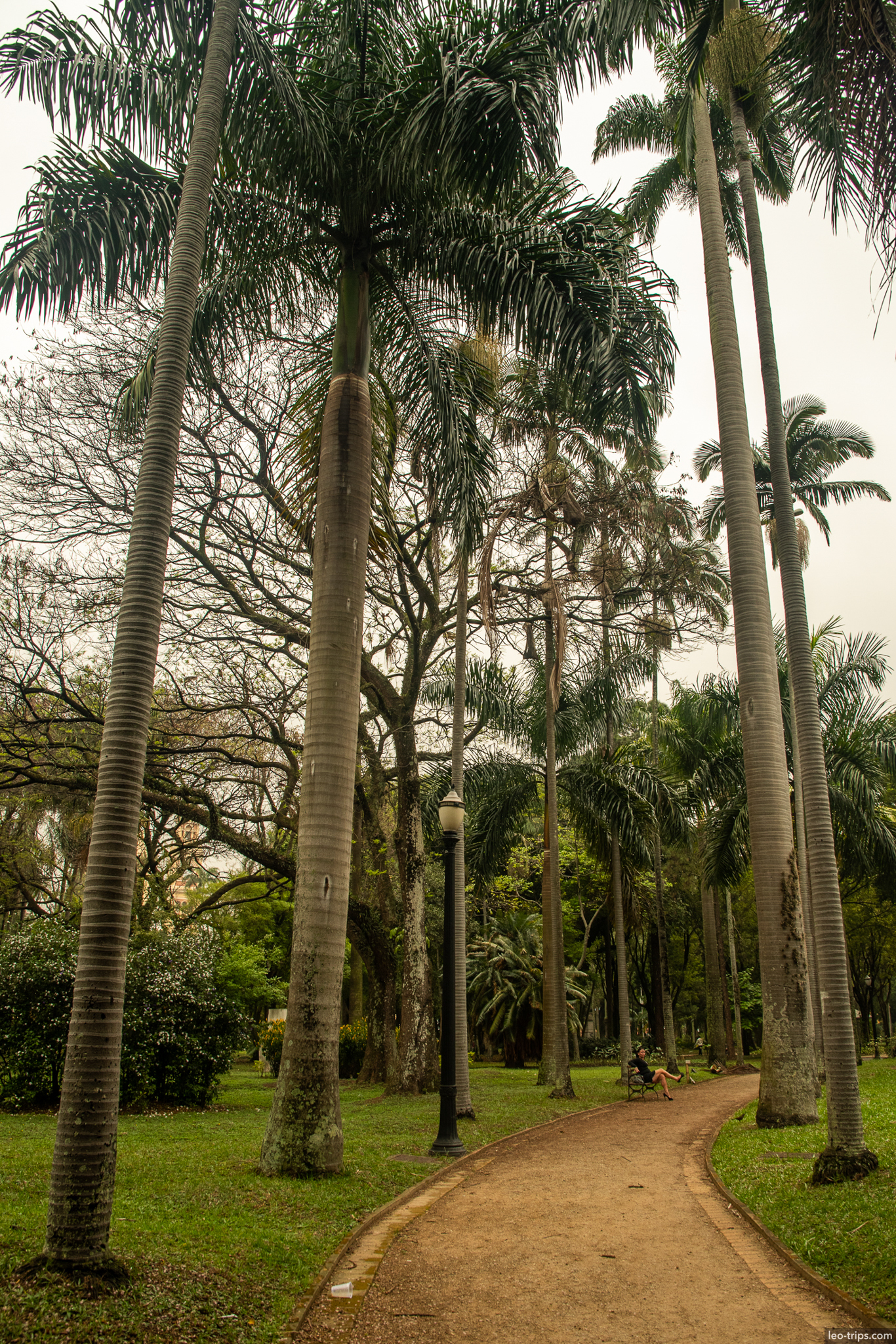 palm lined park walkway sao paulo