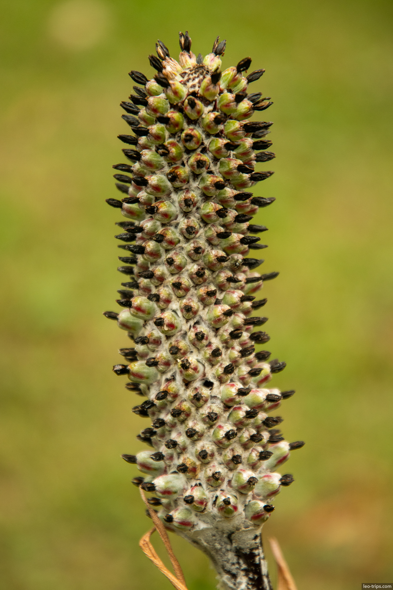 plant seed head macro sao paulo