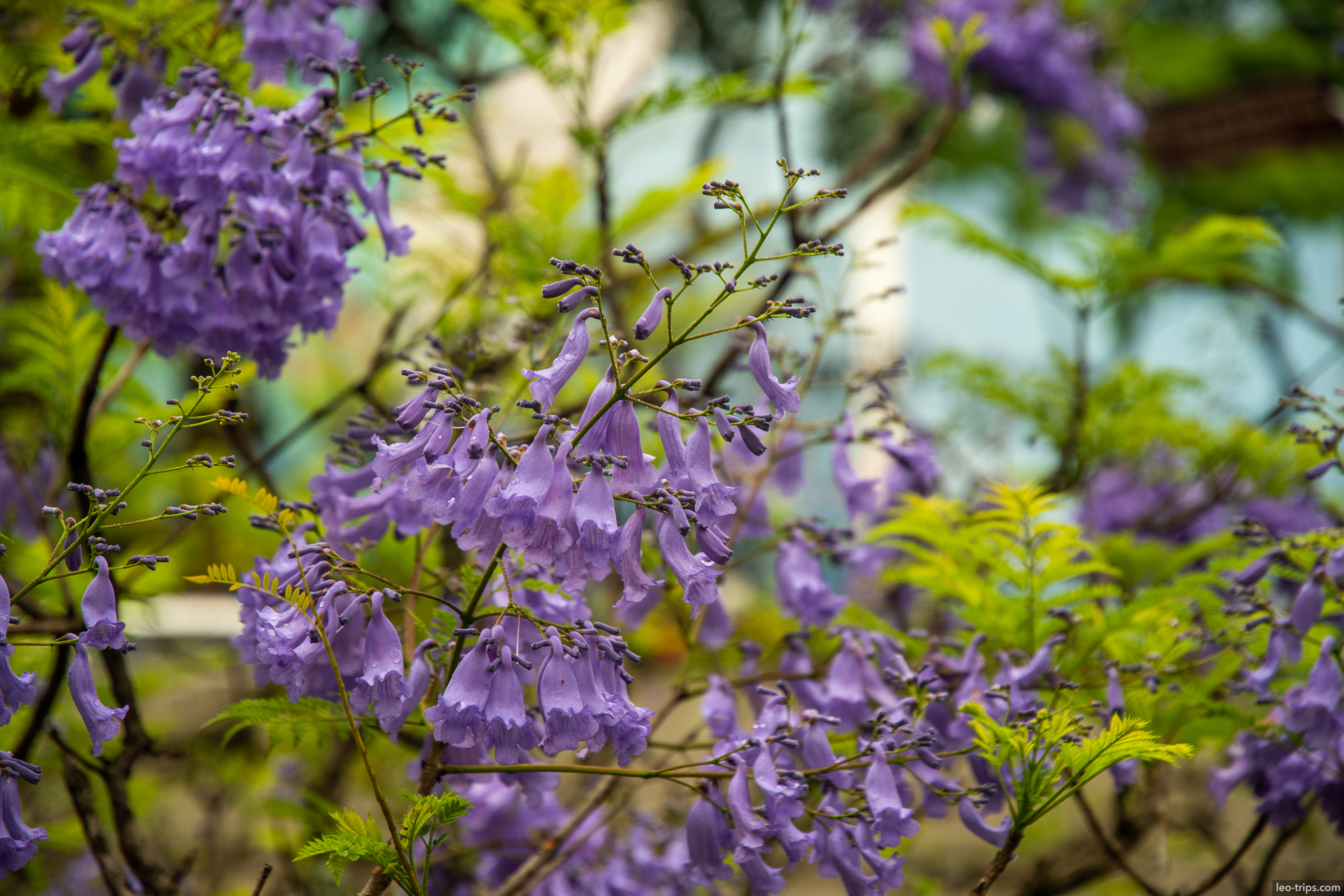 purple jacaranda flowers blooming sao paulo