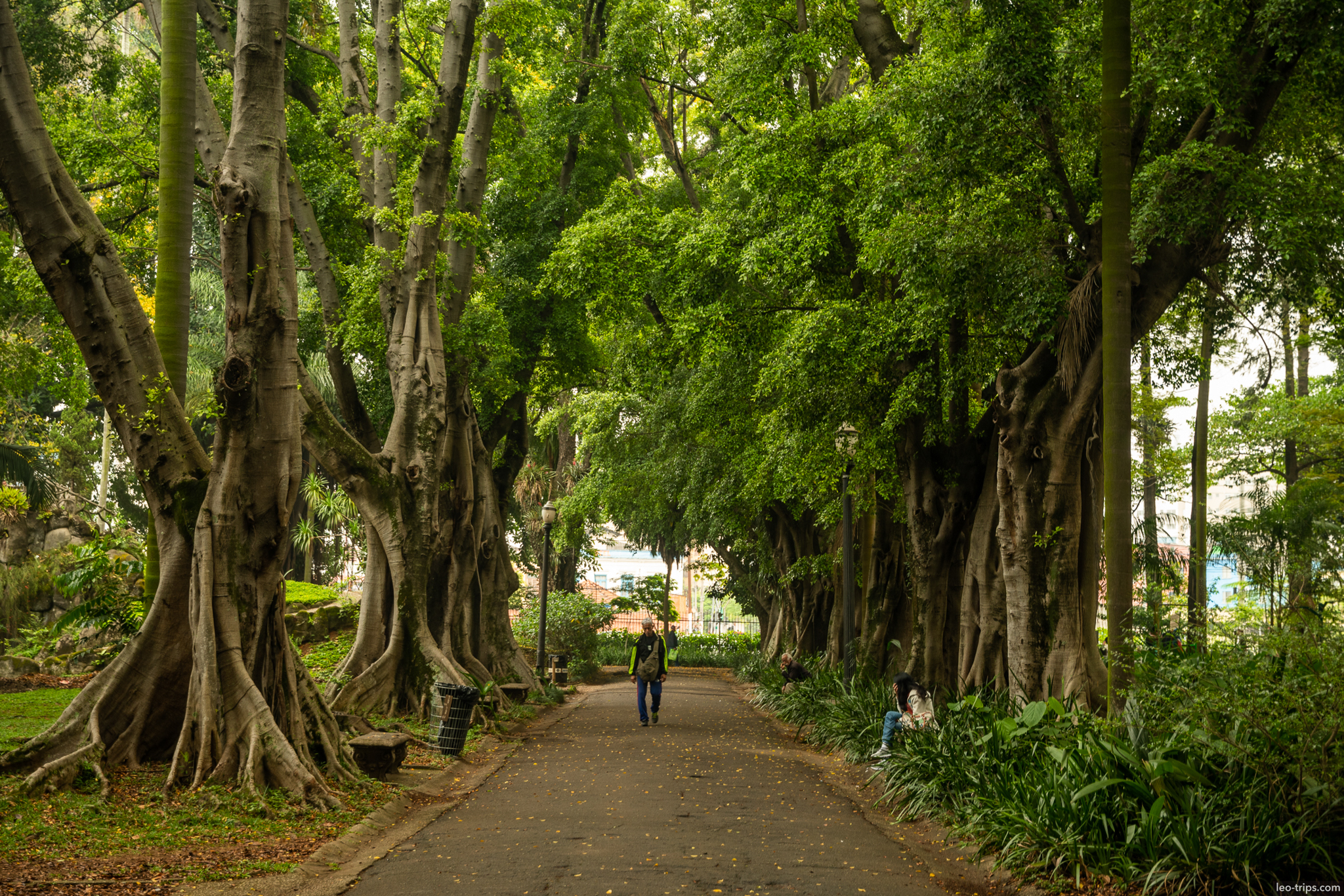 tree lined botanical path sao paulo