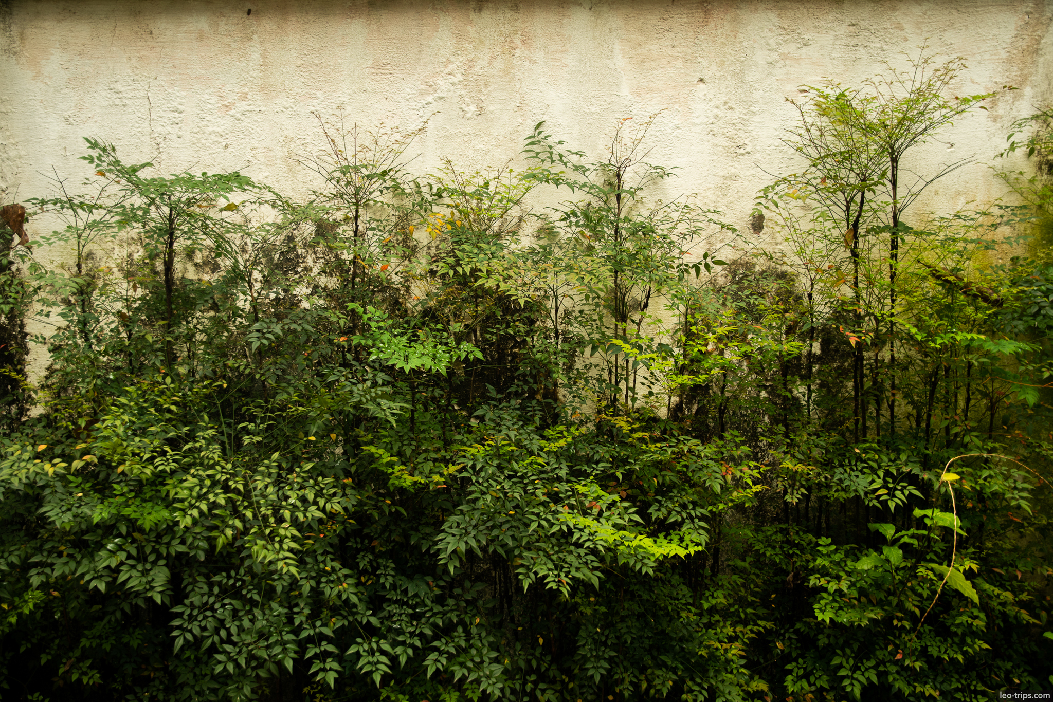 vegetation growing weathered wall sao paulo