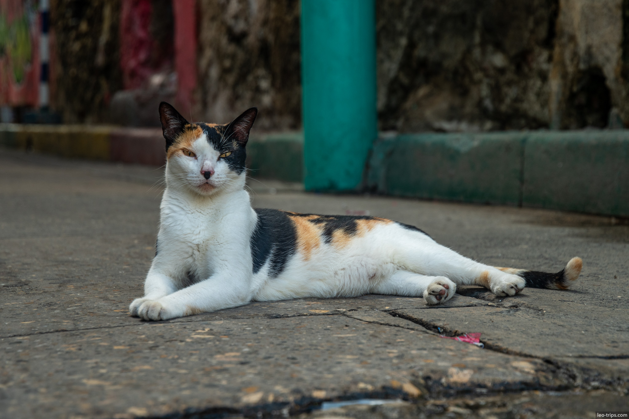A cat from Cartagena cartagena