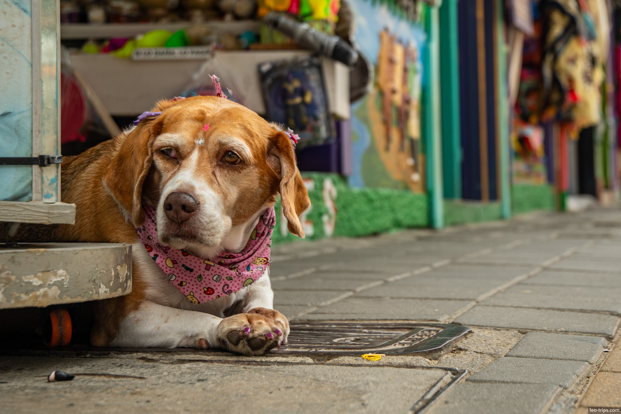Dog in Guatape street el penol and guatape
