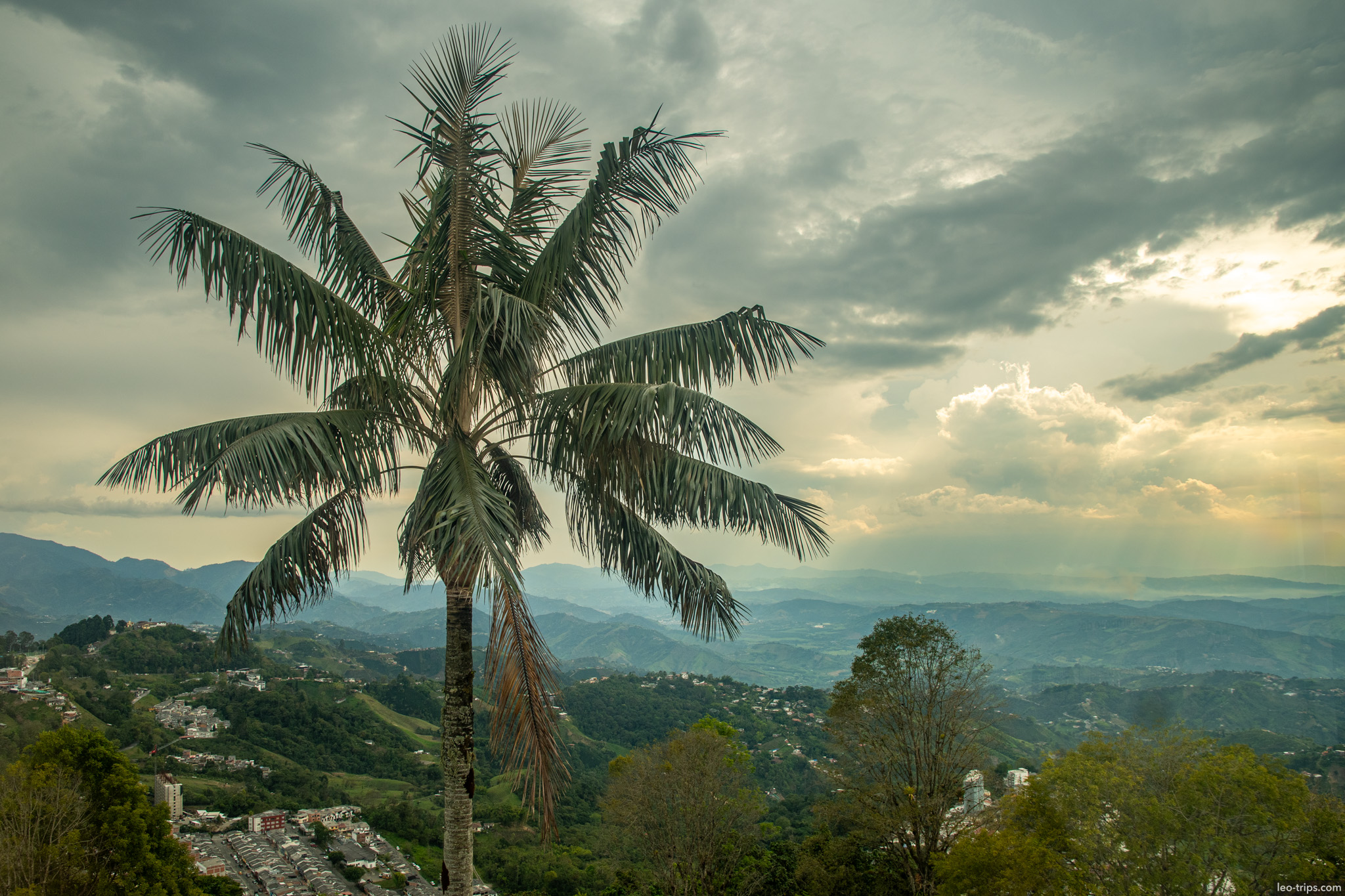 Palm near Chipre Tower manizales