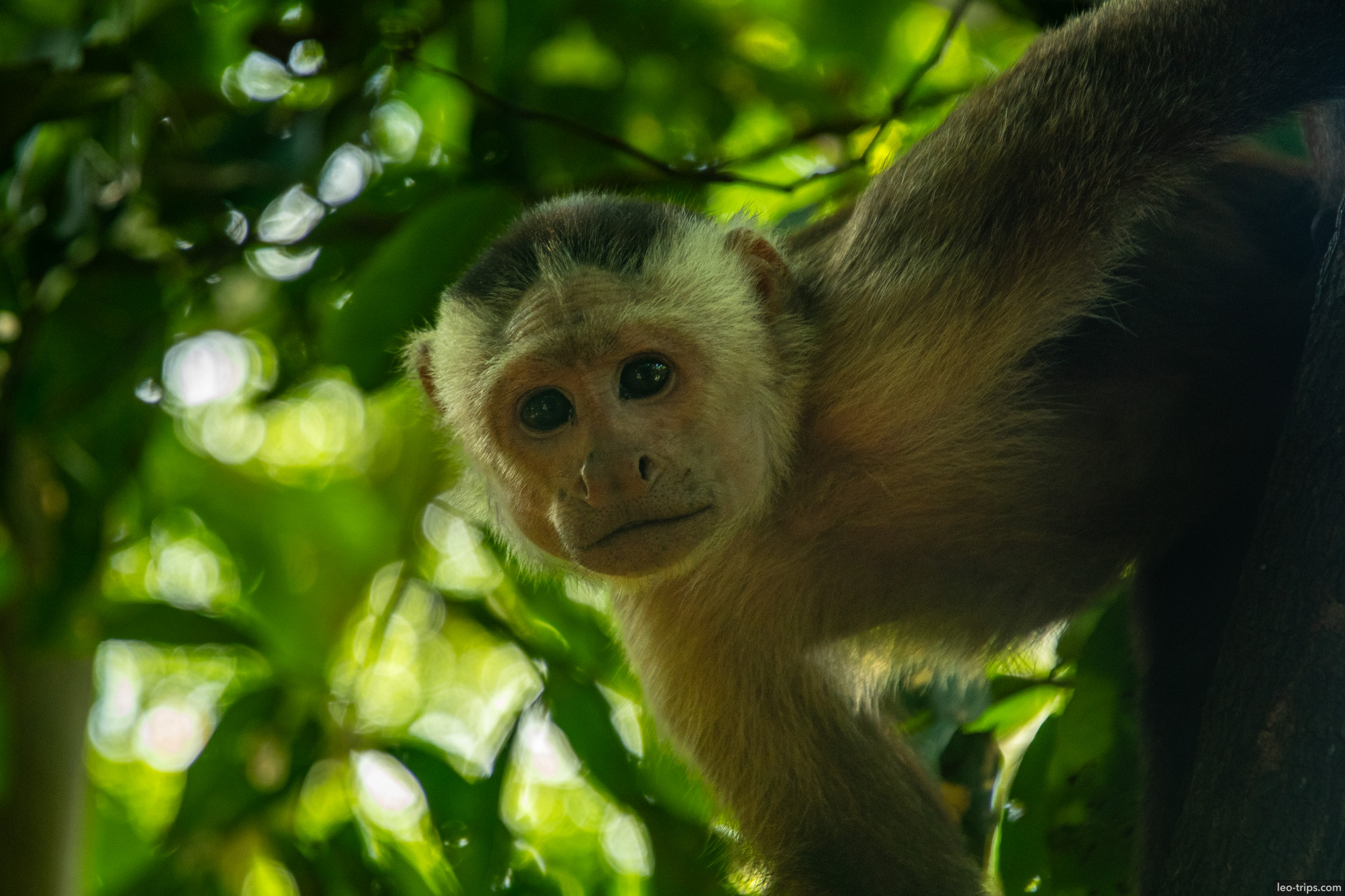 Monkey in Tayrona tayrona national park
