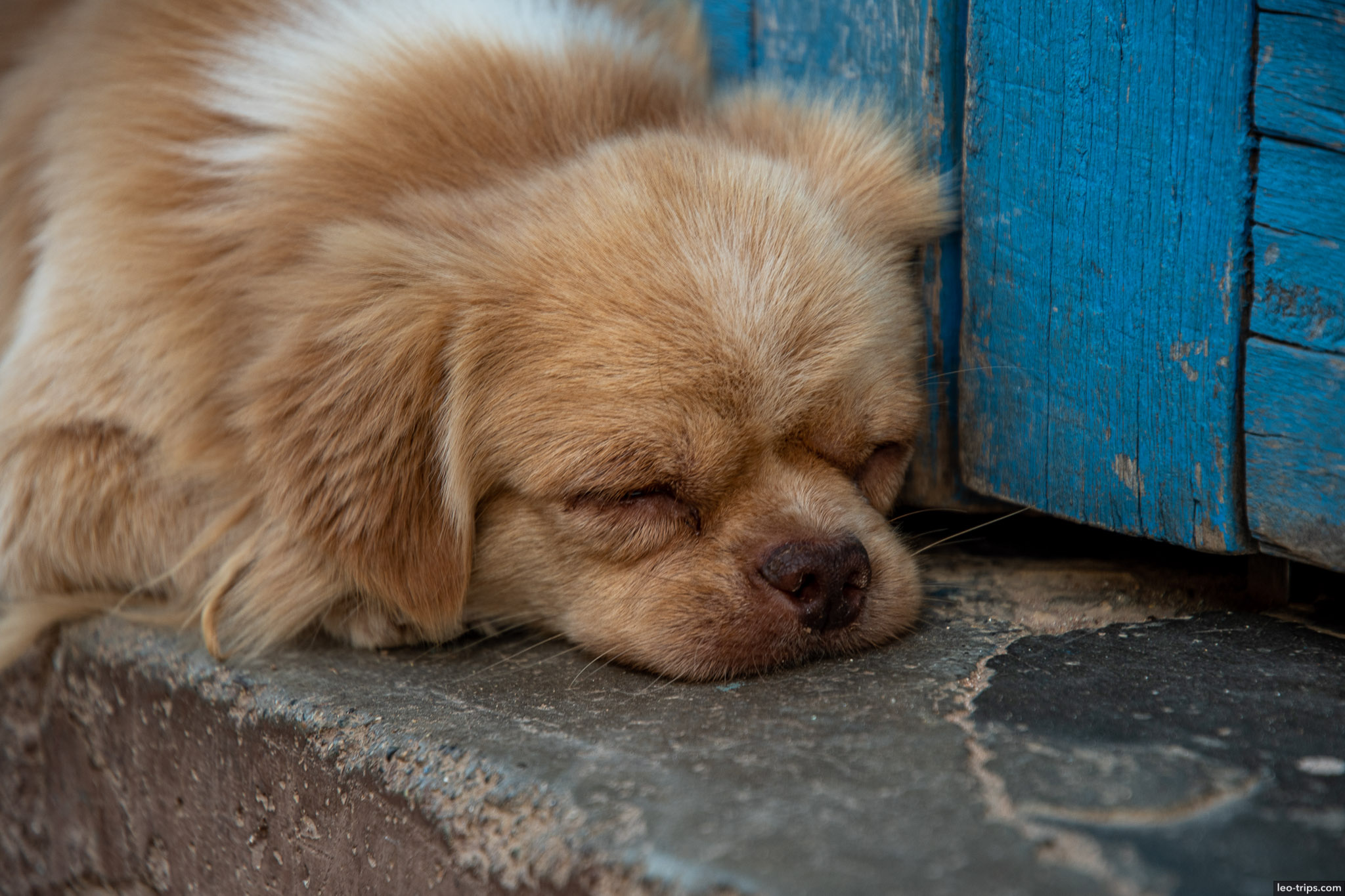 Dog sleeping trinidad