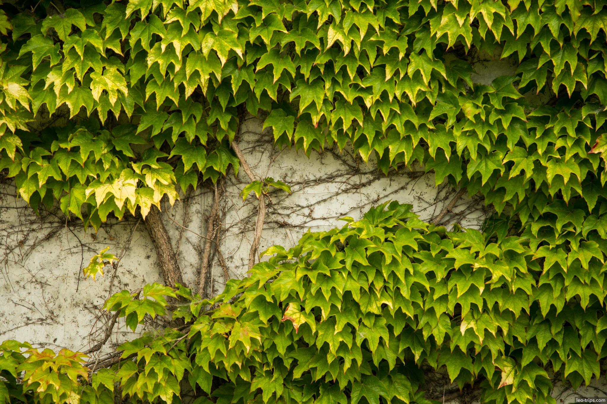 berlin ivy covered wall close up berlin