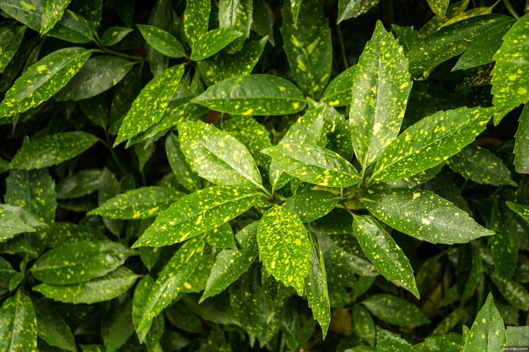 cologne aucuba japonica spotted laurel leaves cologne