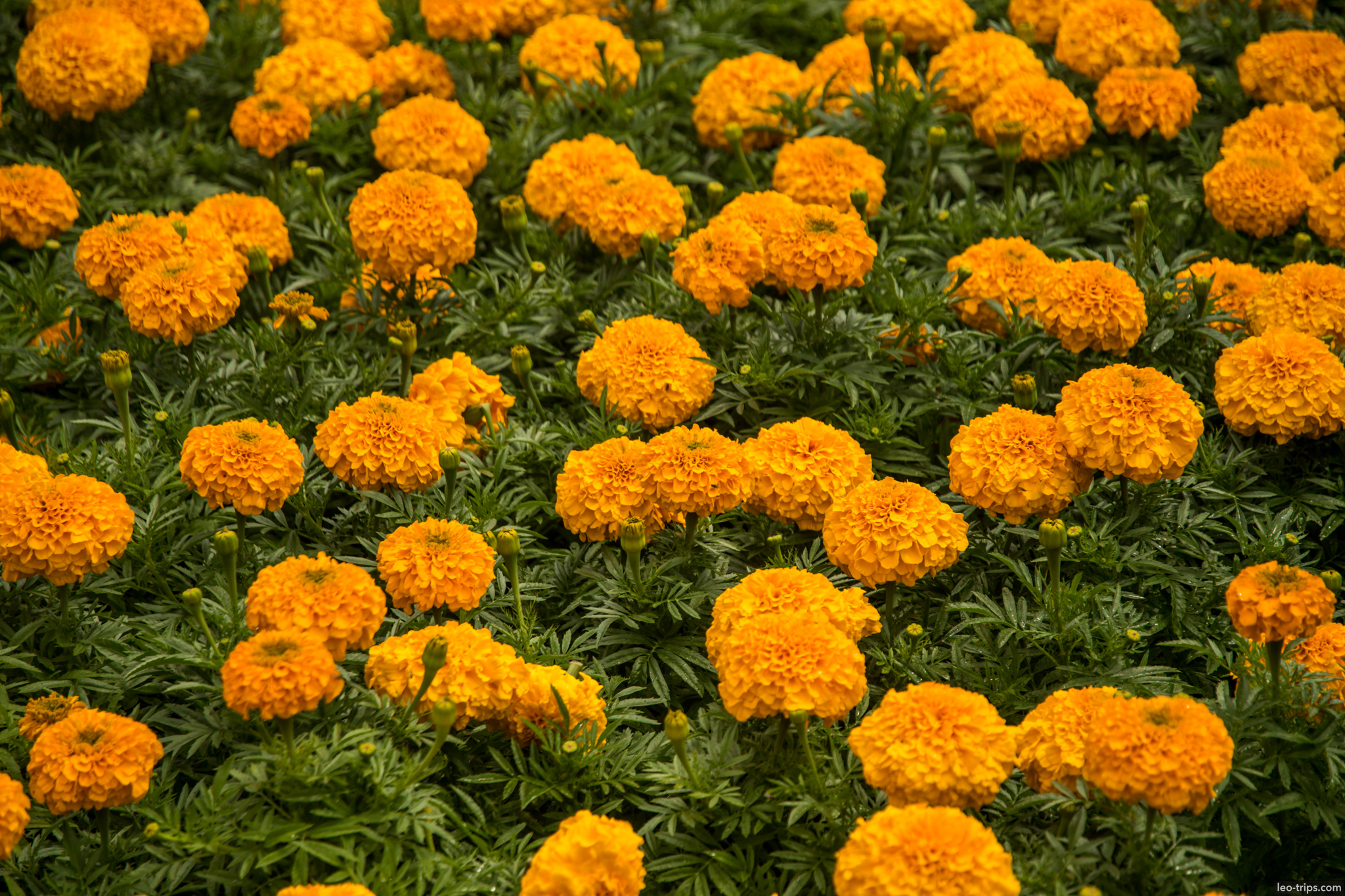 cologne orange marigold flowers garden cologne
