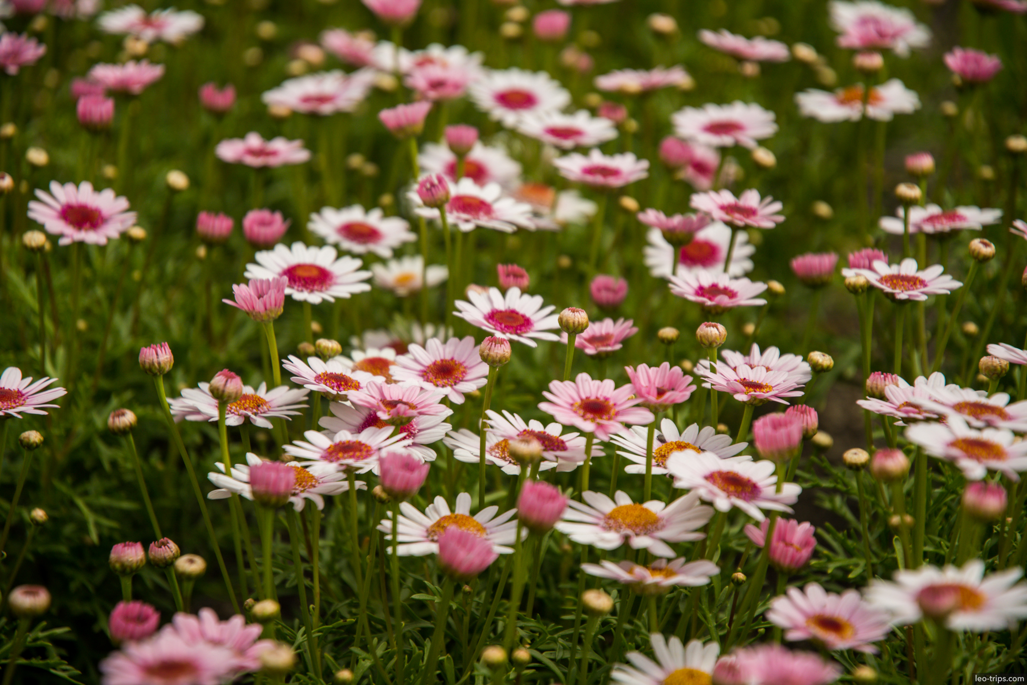 cologne pink white daisy flowers garden cologne