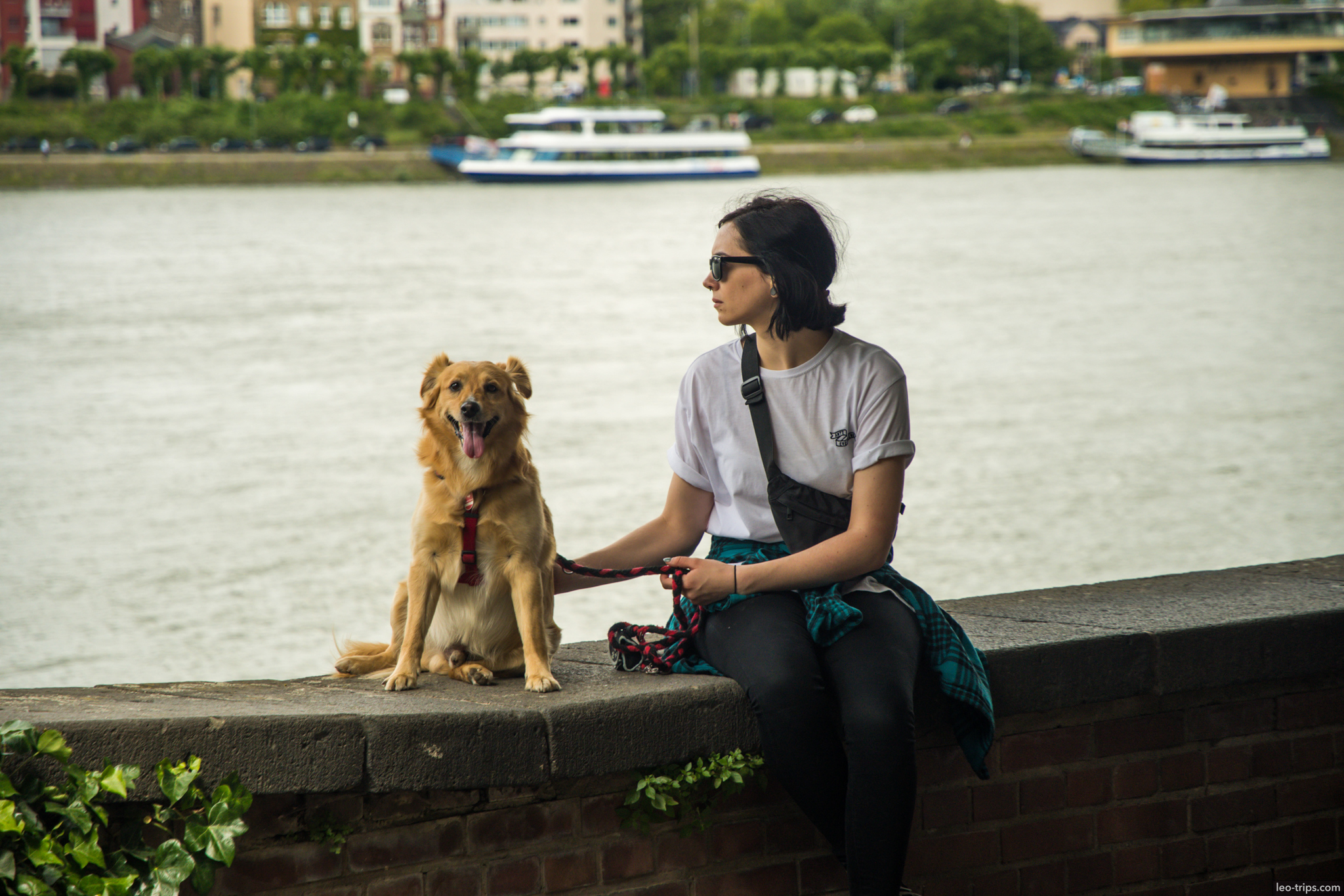 cologne woman dog rhine riverbank cologne