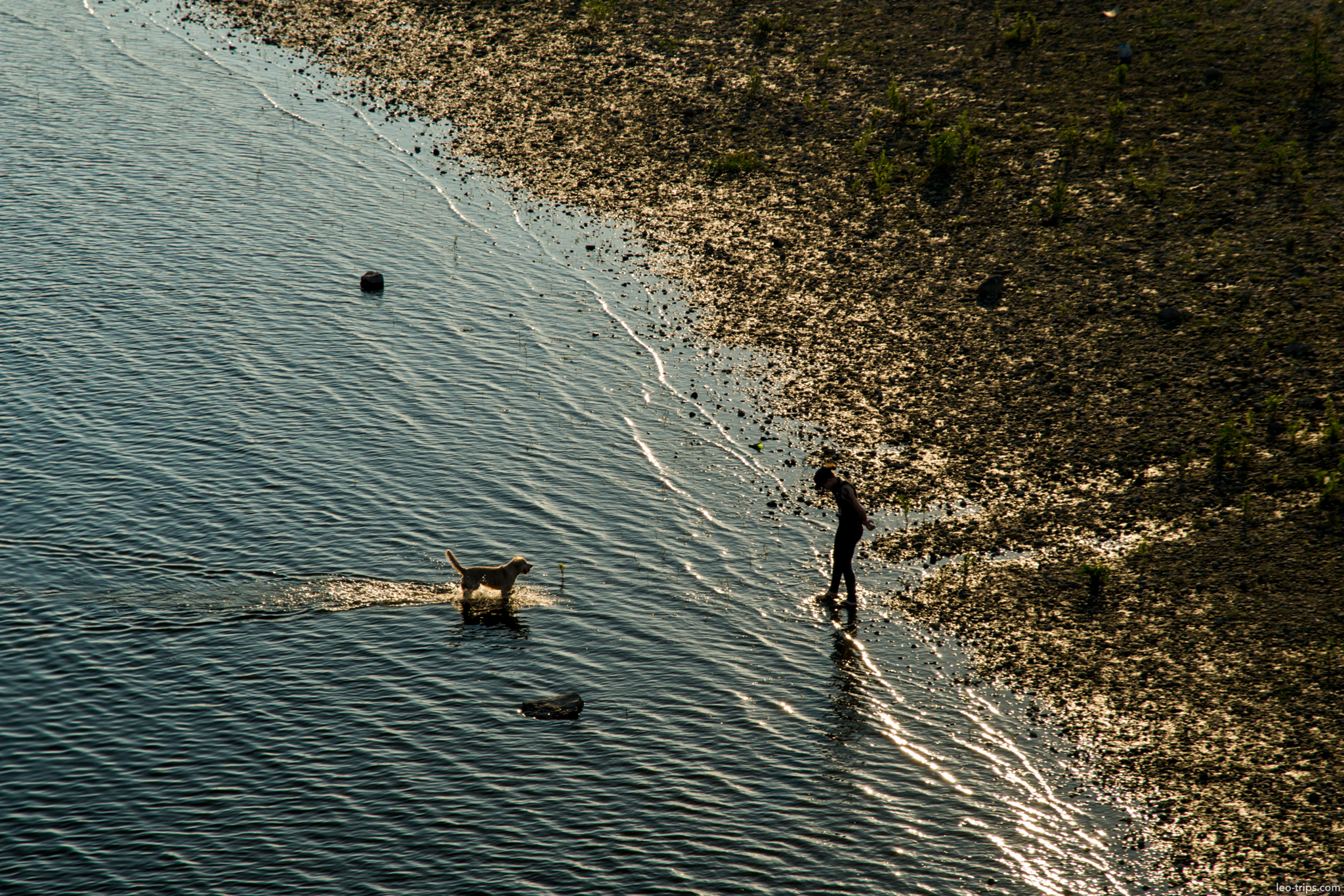 person dog elbe riverbank sunset silhouette dresden