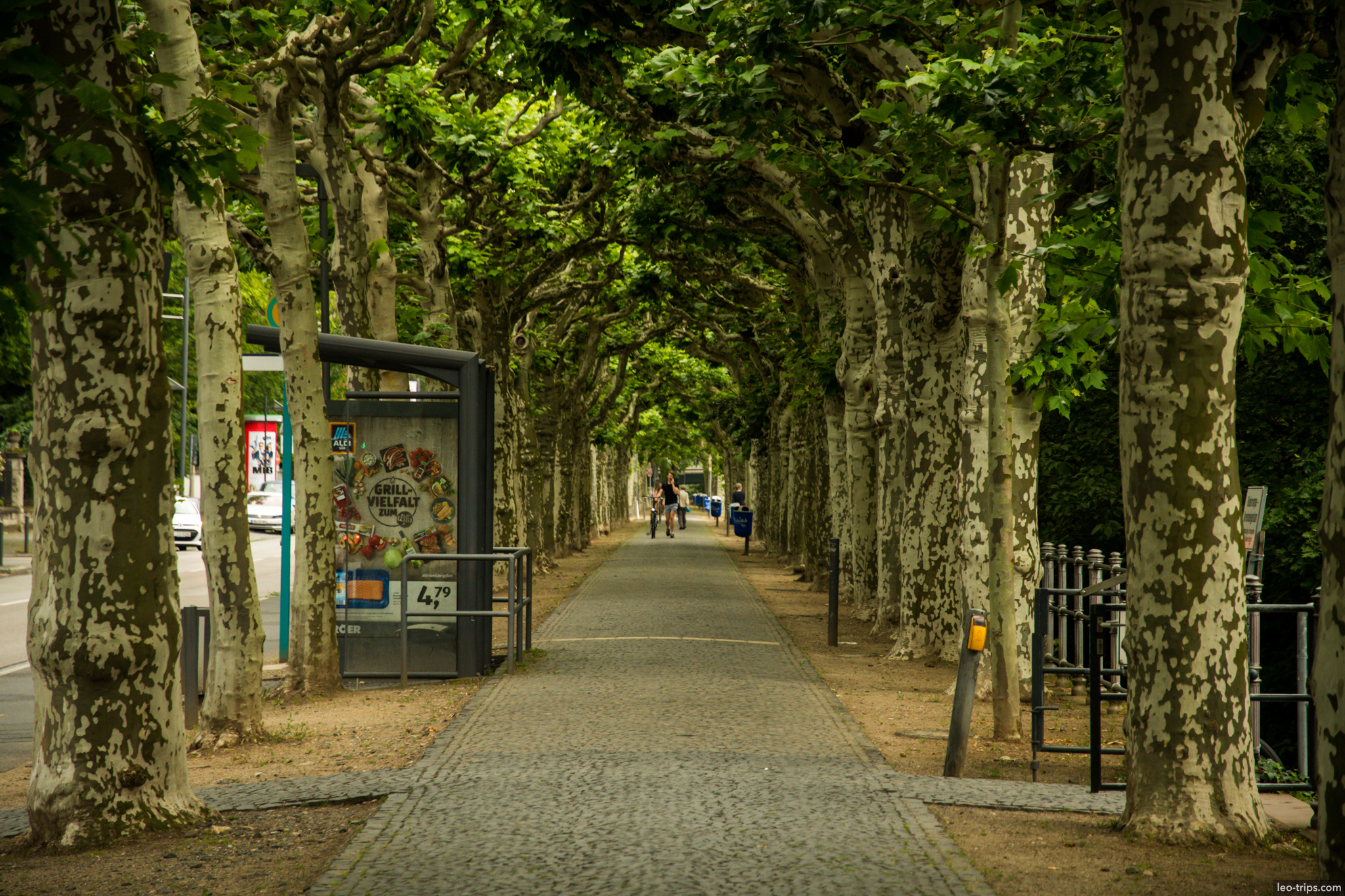 plane tree alley pedestrian path frankfurt frankfurt