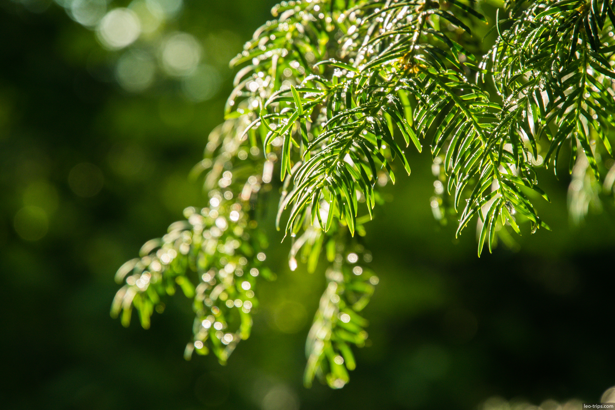 conifer branch rain drops bokeh closeup munich
