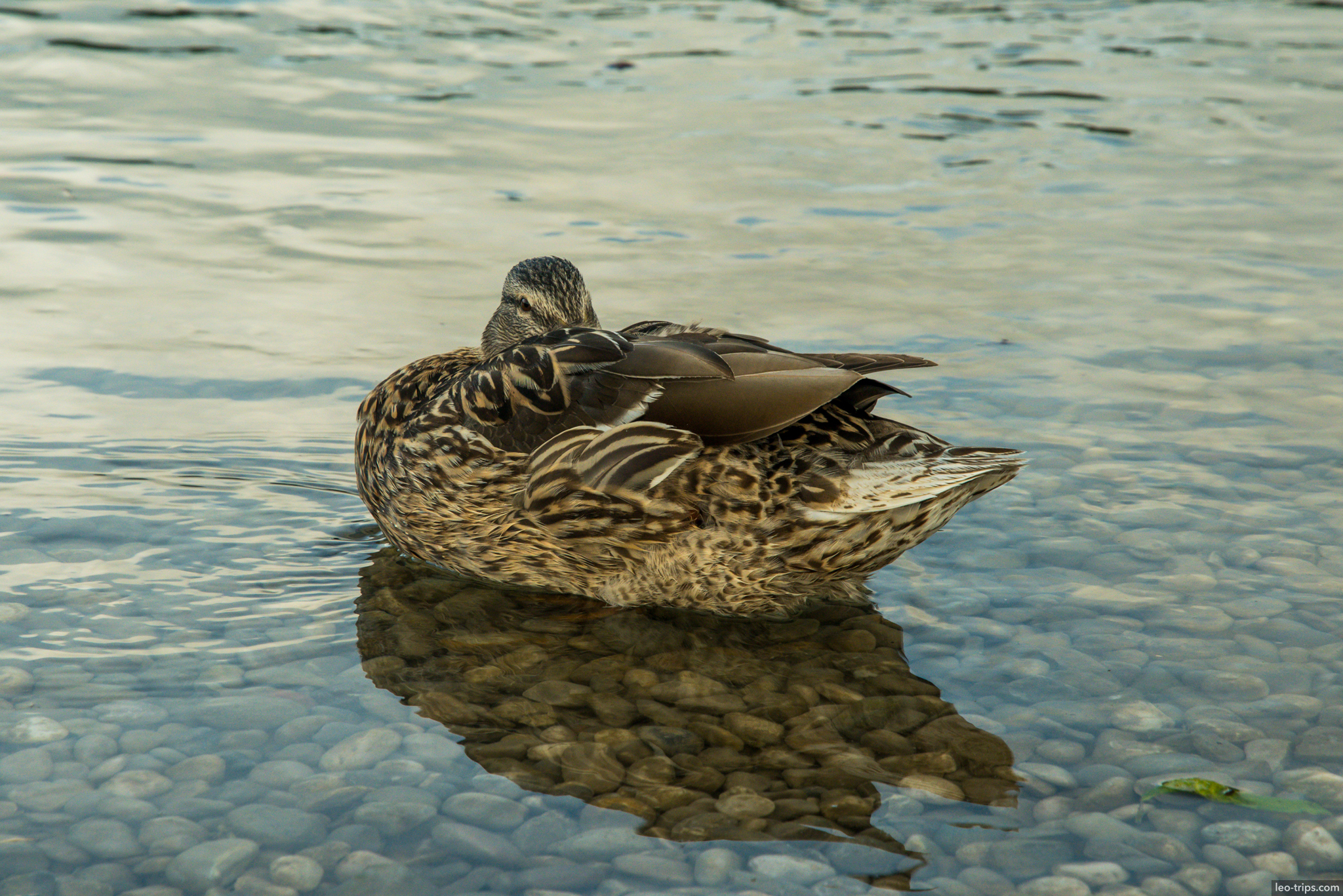 mallard duck female sleeping clear water munich