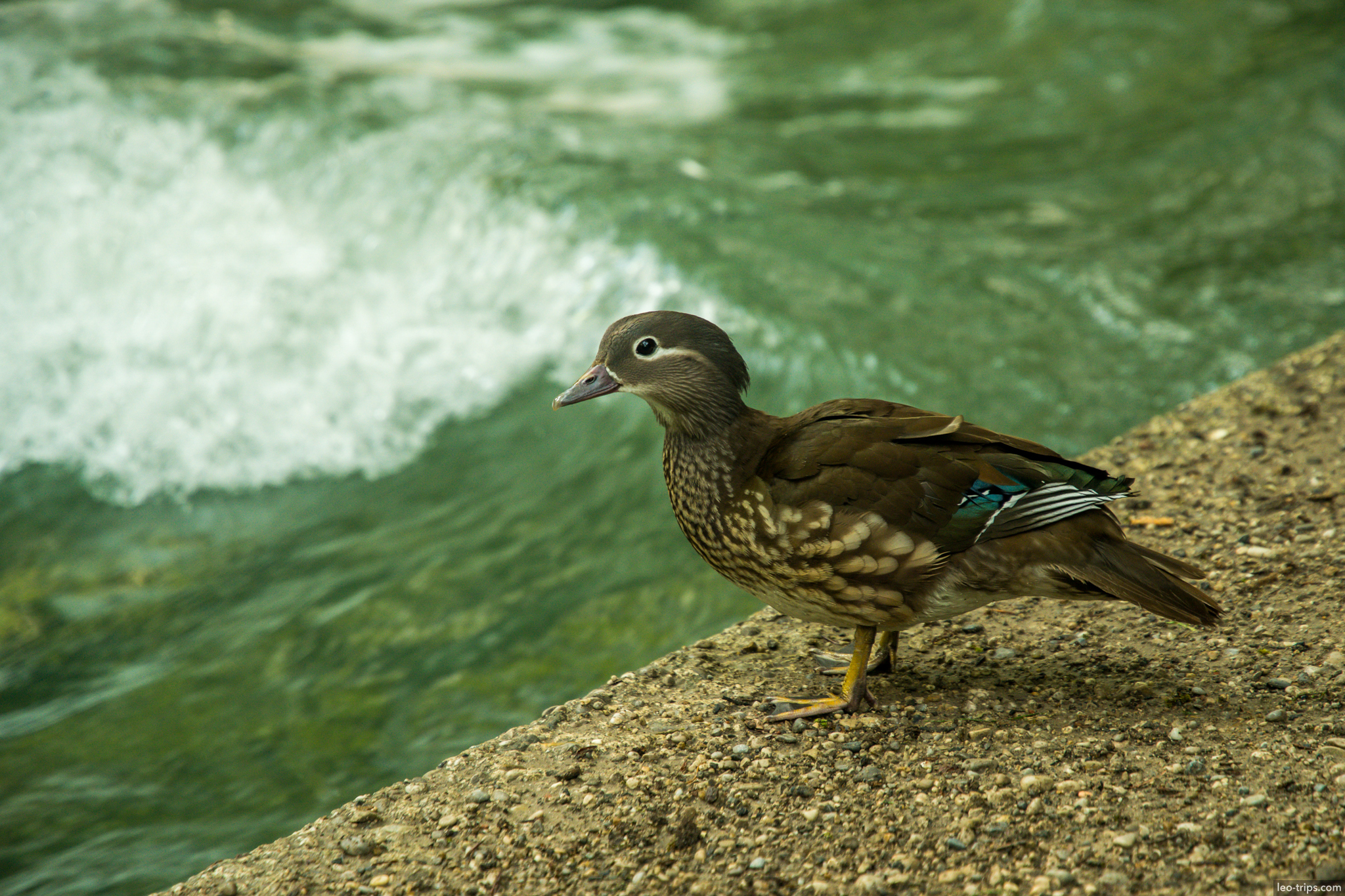 mandarin duck female standing eisbach river munich