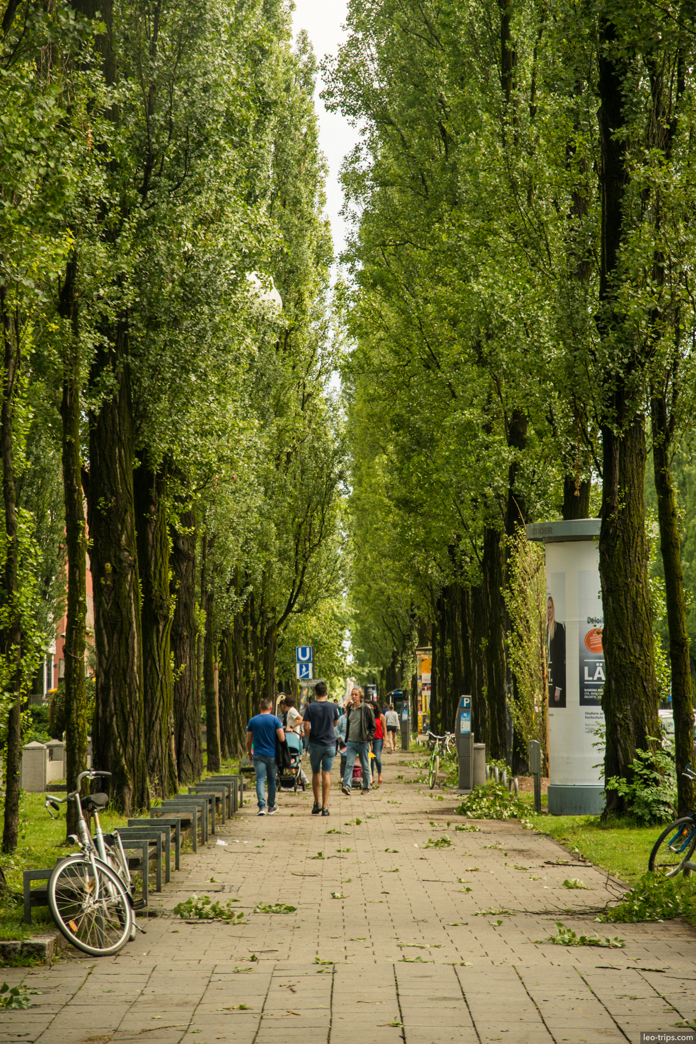 poplar tree alley pedestrian path munich munich
